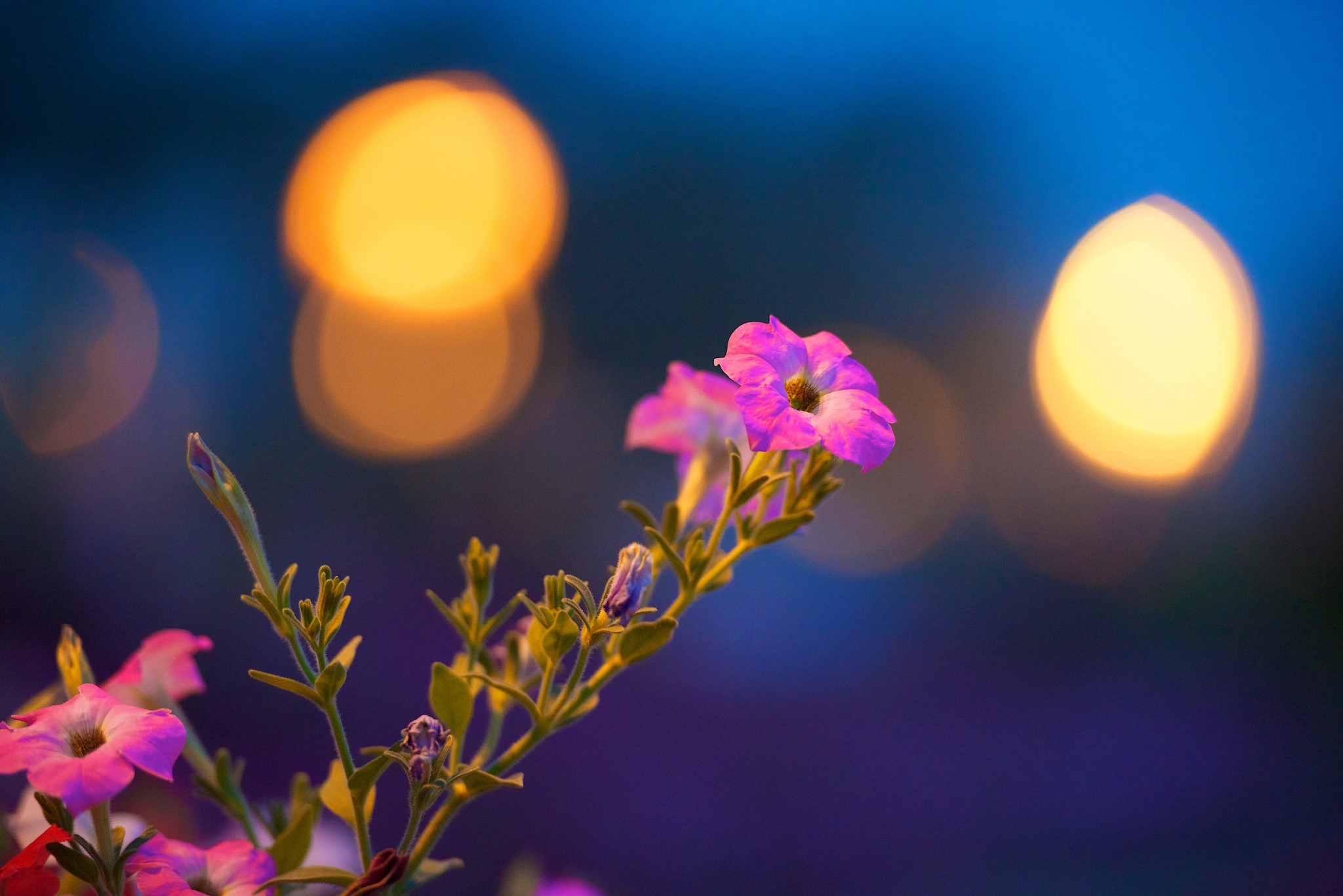 Purple Petunia flower with bokeh lights HD Wallpaper