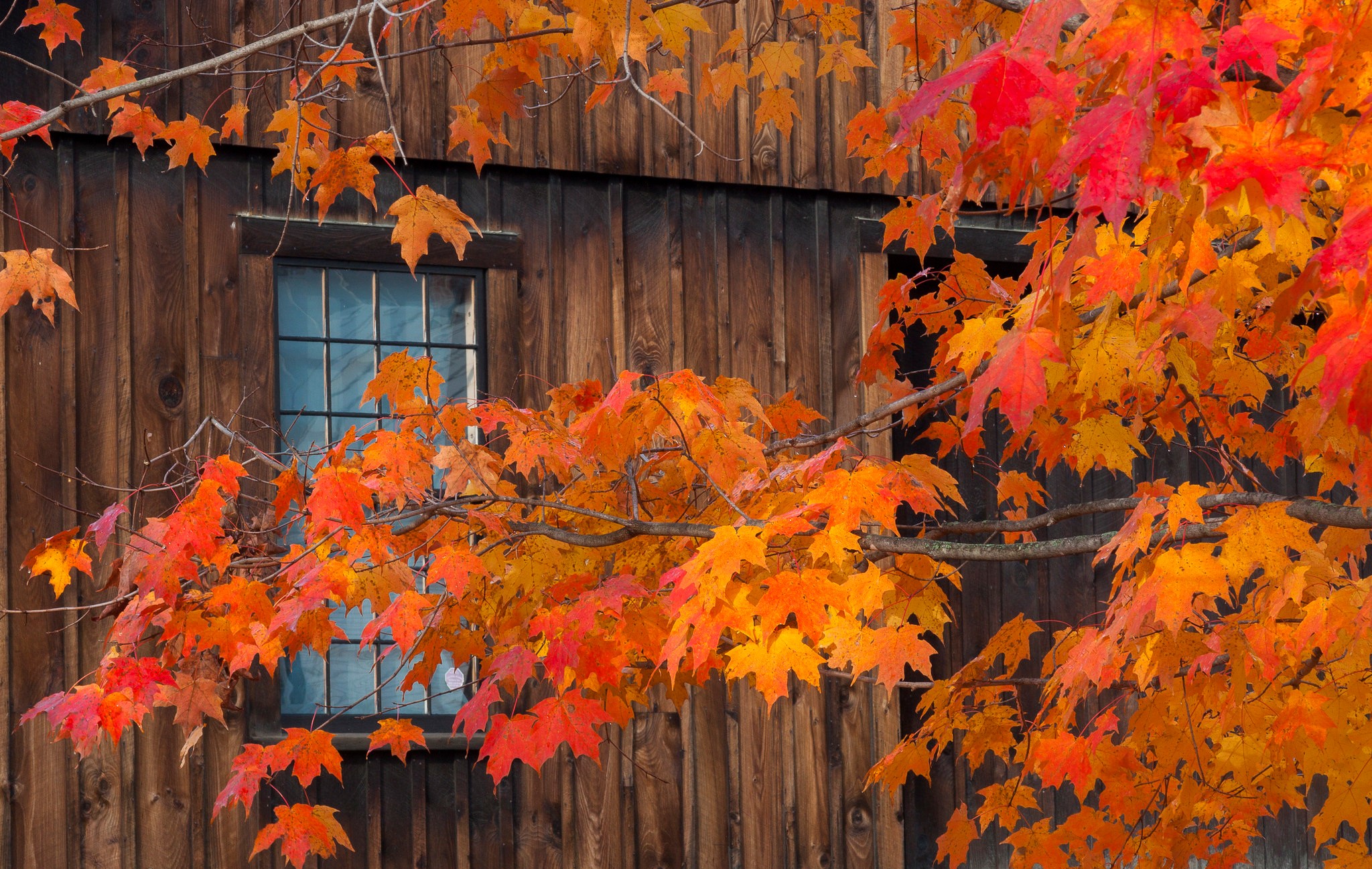 Autumn leaves on a wooden building with a window HD Wallpaper