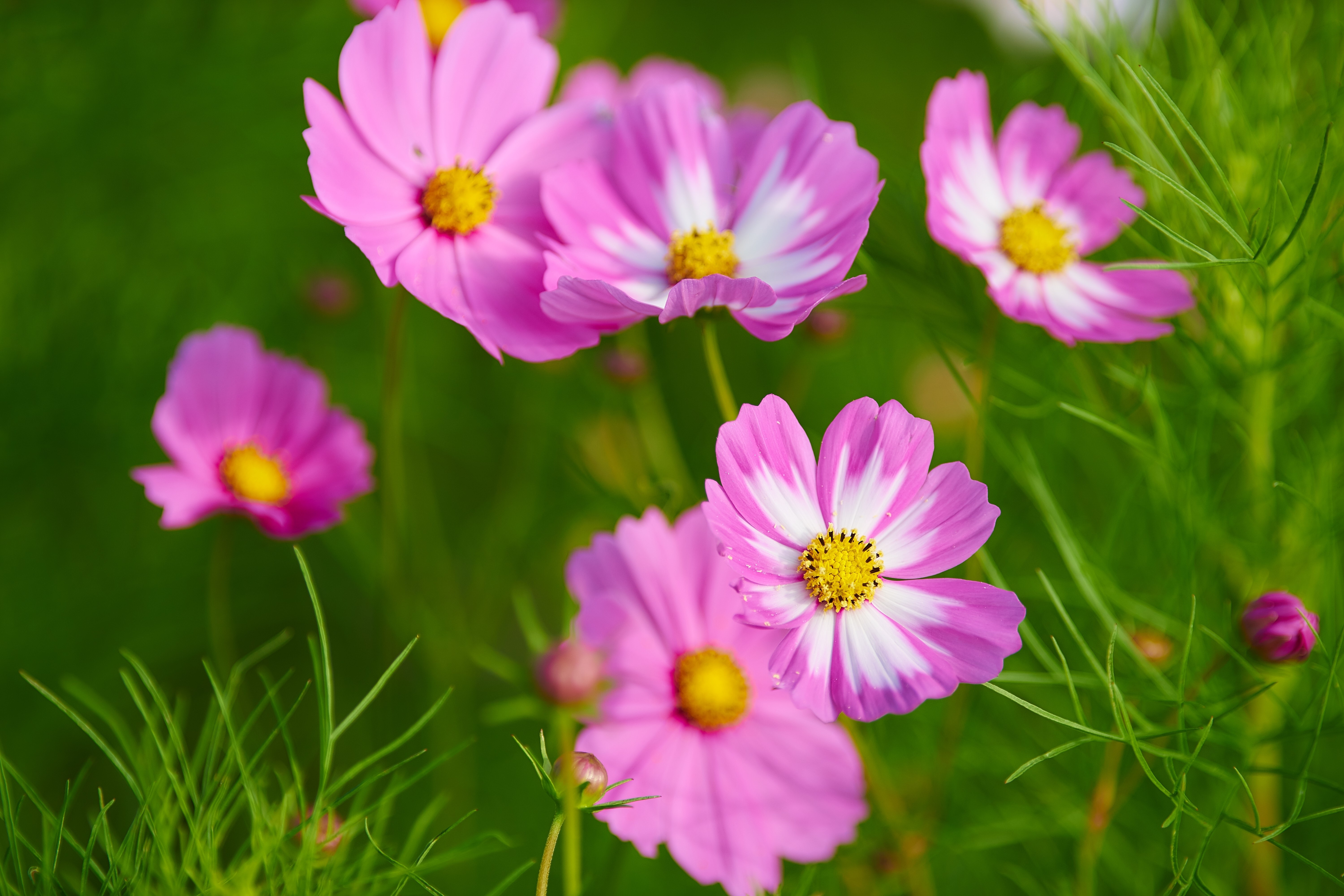 Pink Cosmos flowers with green foliage HD Wallpaper