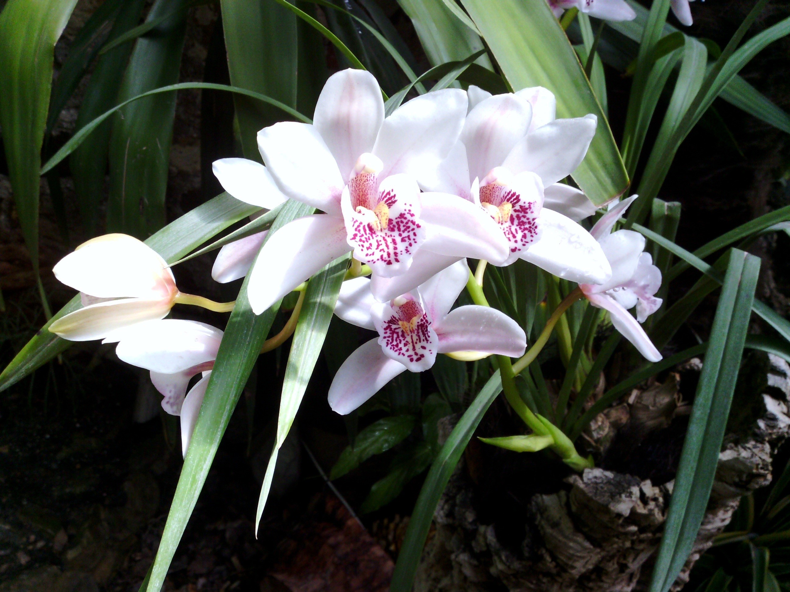 White orchids with pink spots HD Wallpaper
