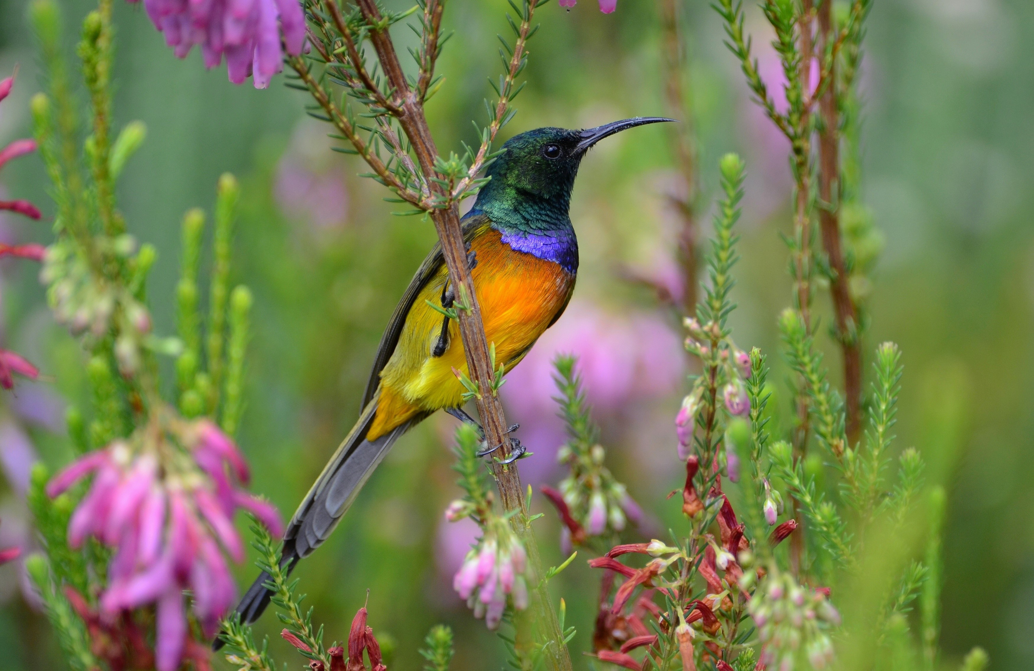 Orange-breasted sunbird perched on a branch HD Wallpaper