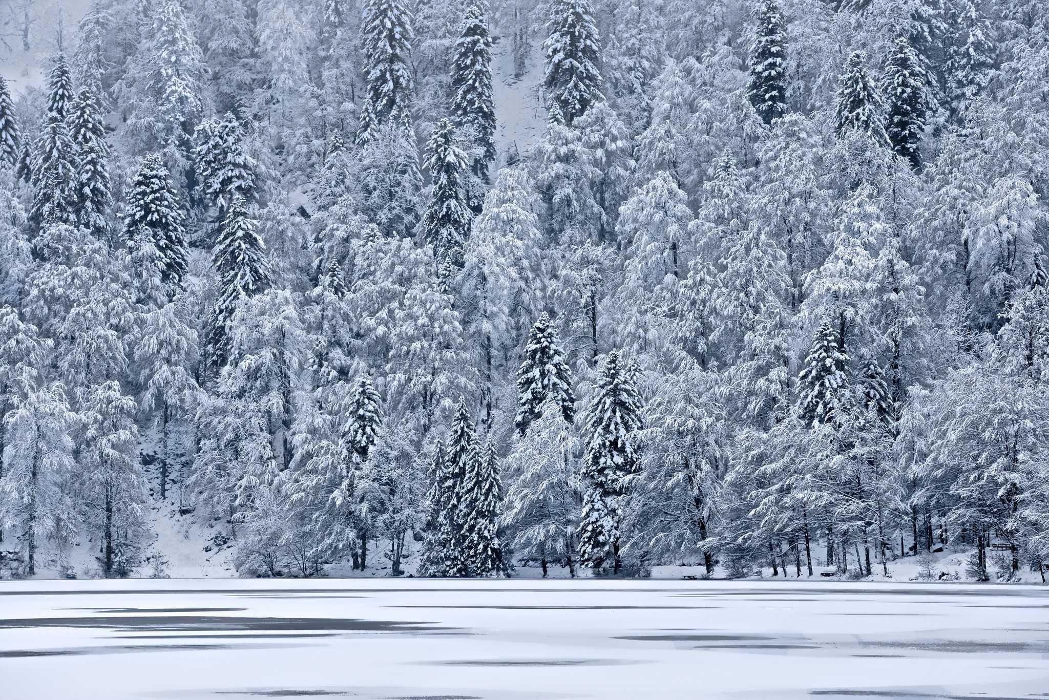 Snow-covered forest and frozen lake in winter HD Wallpaper