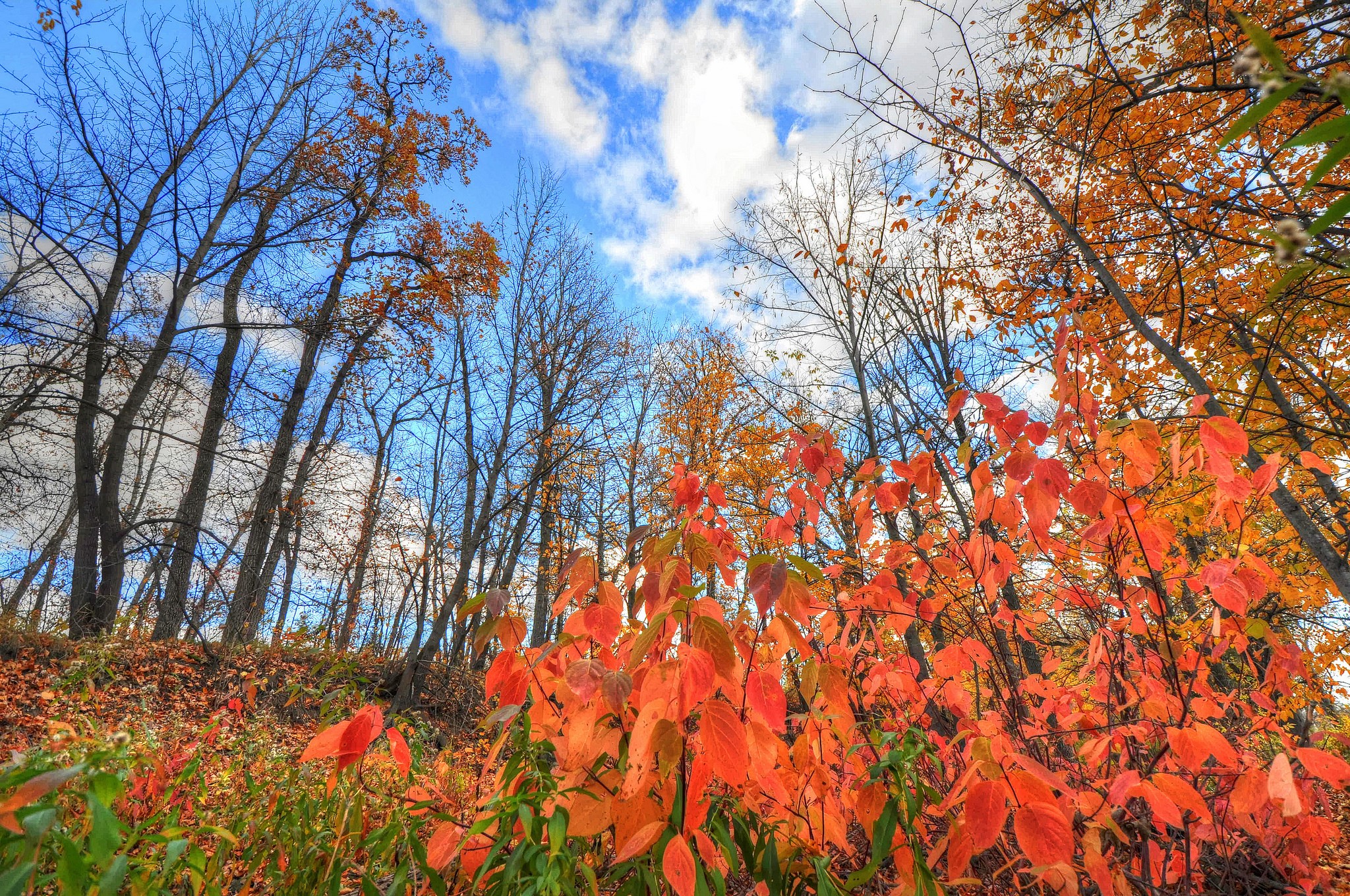Autumn trees against a blue sky with clouds HD Wallpaper