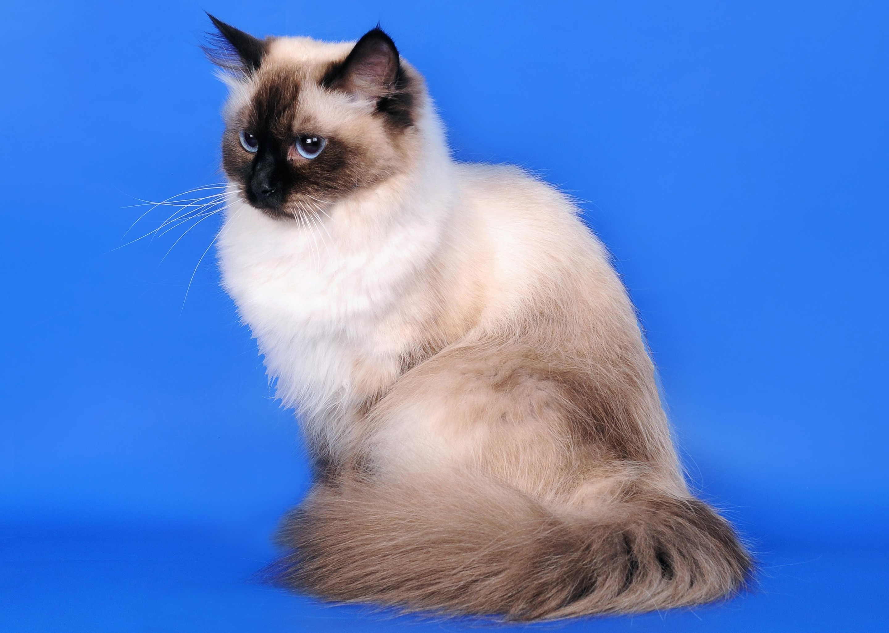 A fluffy cat with blue eyes sits on a blue background HD Wallpaper