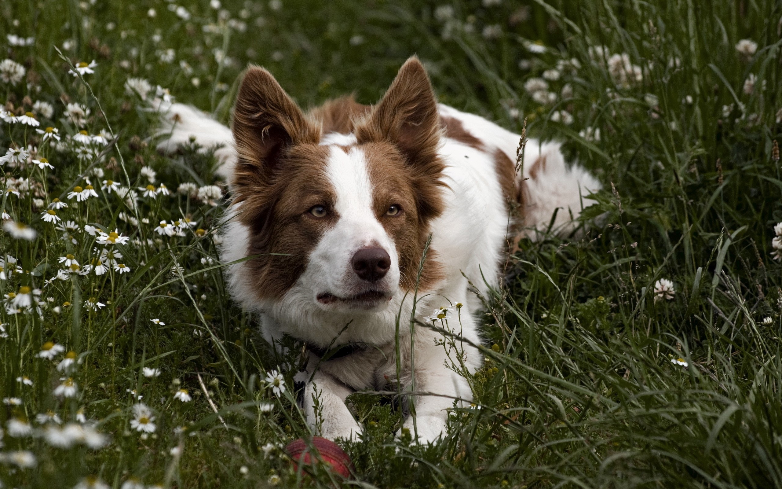 Brown and white Border Collie dog in grass HD Wallpaper