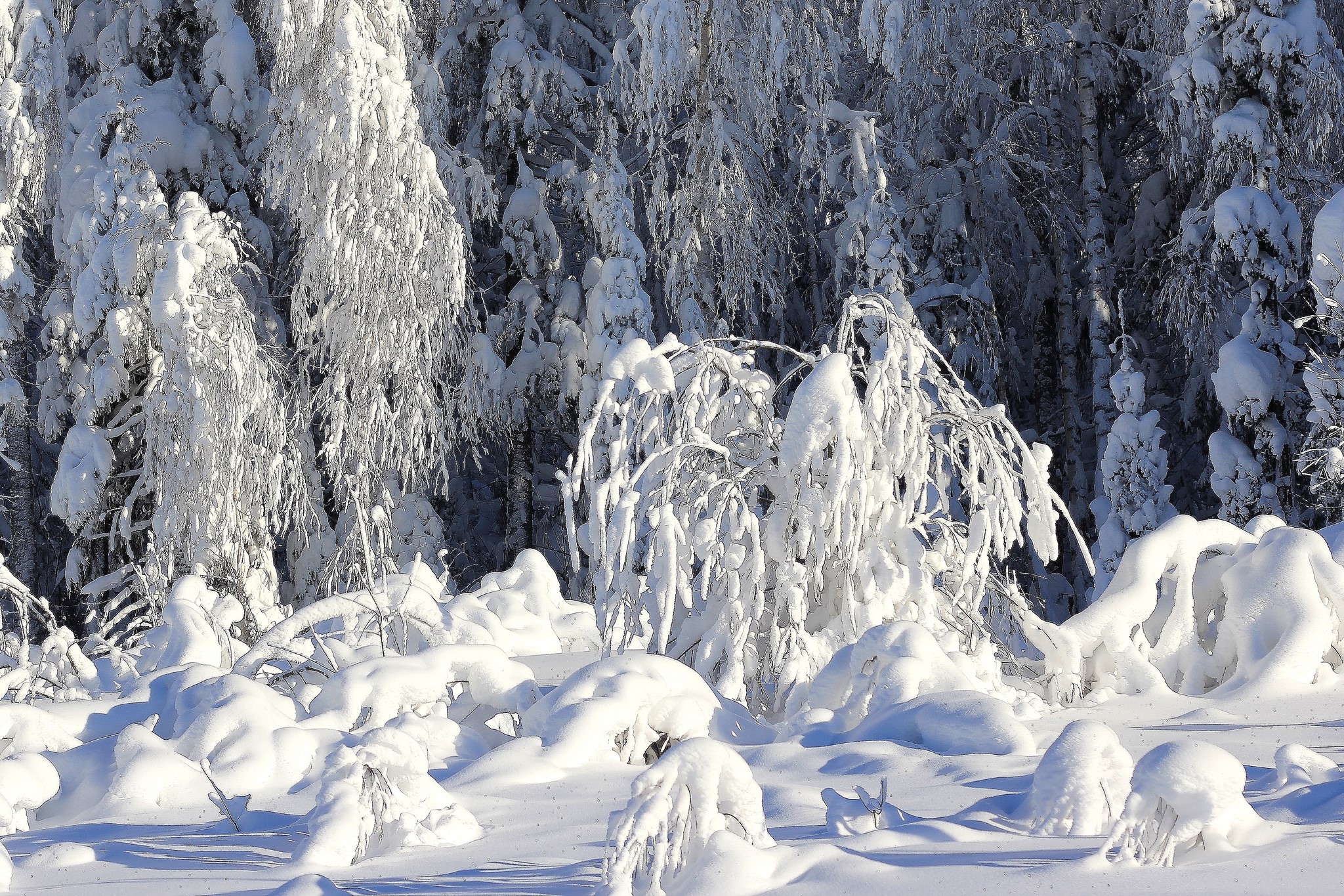 Snow-covered trees in a winter forest HD Wallpaper