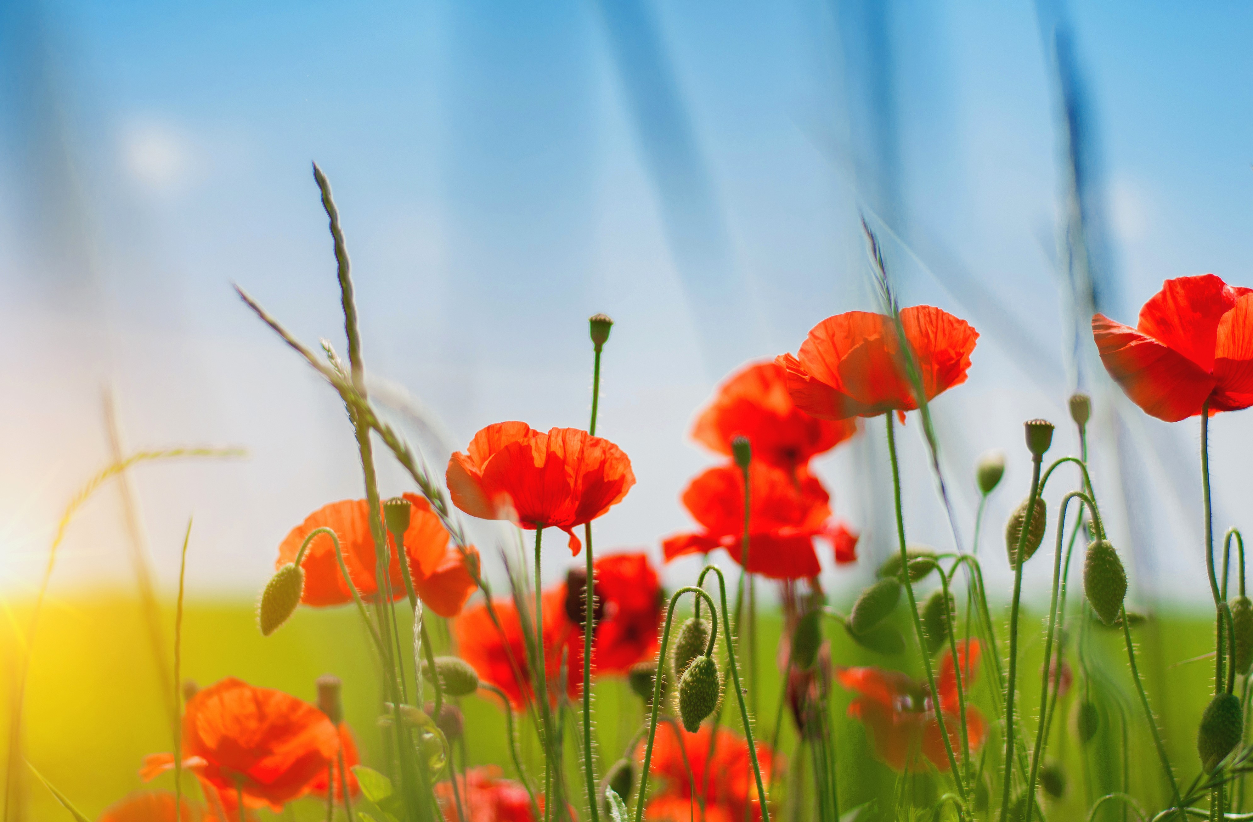 4K Poppies in Summer Field HD Wallpaper