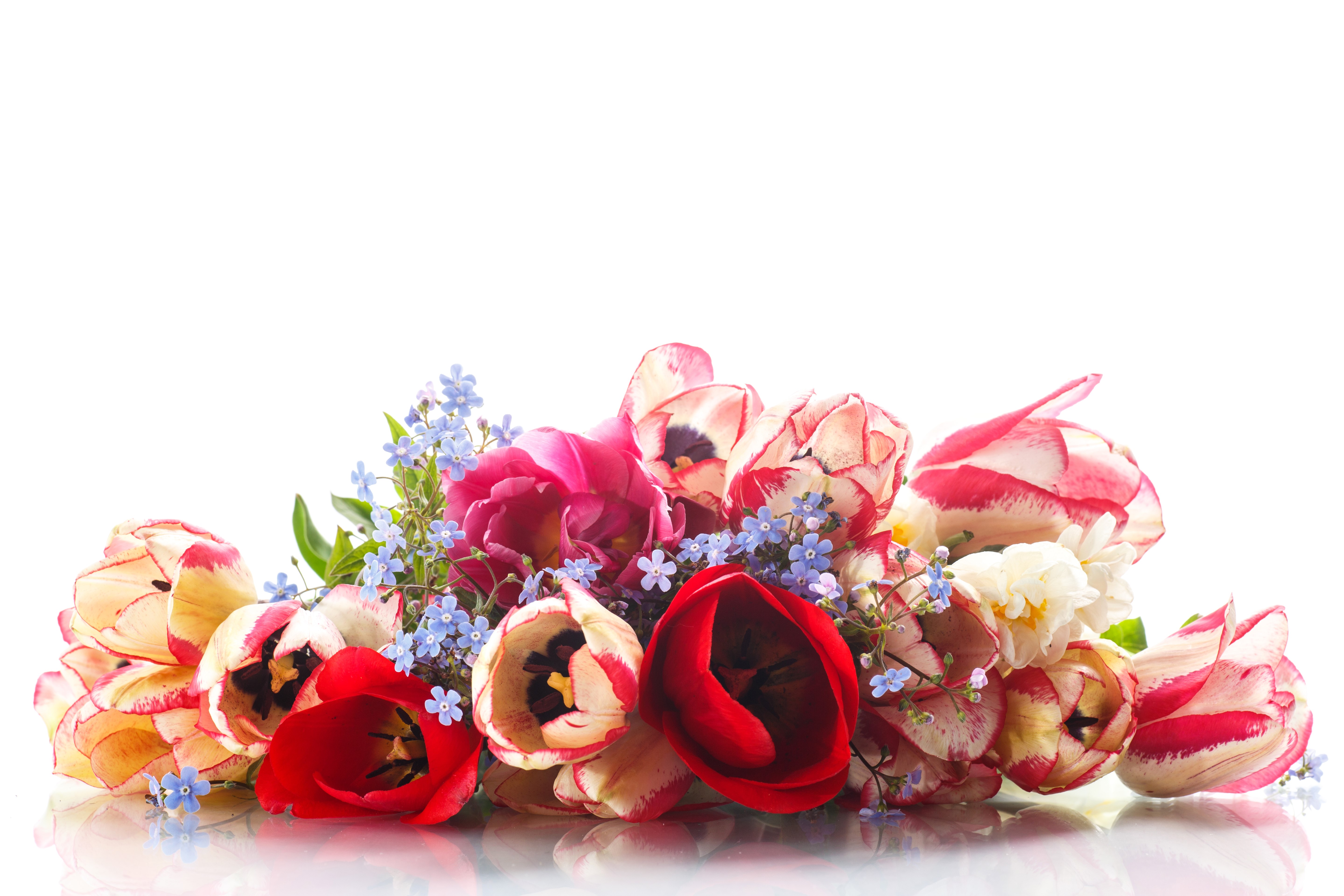 Bouquet of Tulips and Forget-Me-Nots HD Wallpaper