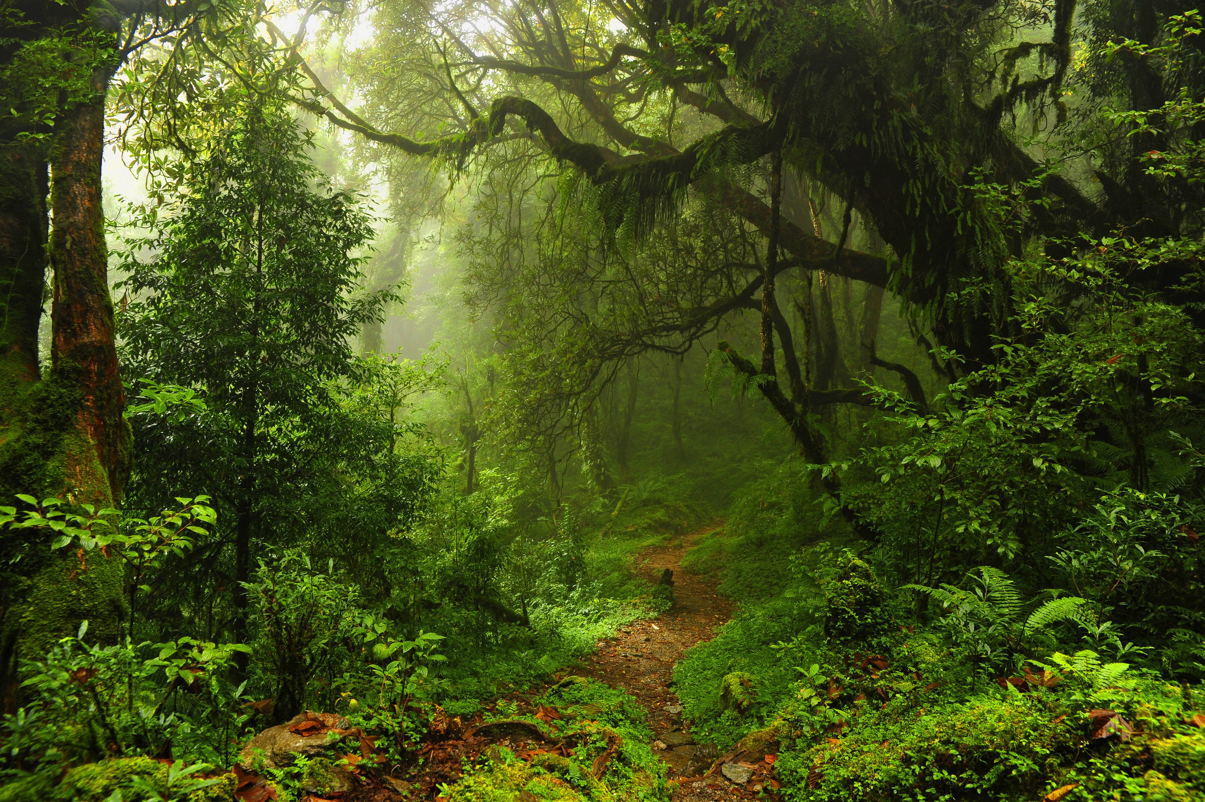 4K Jungle Trail with Lush Trees HD Wallpaper