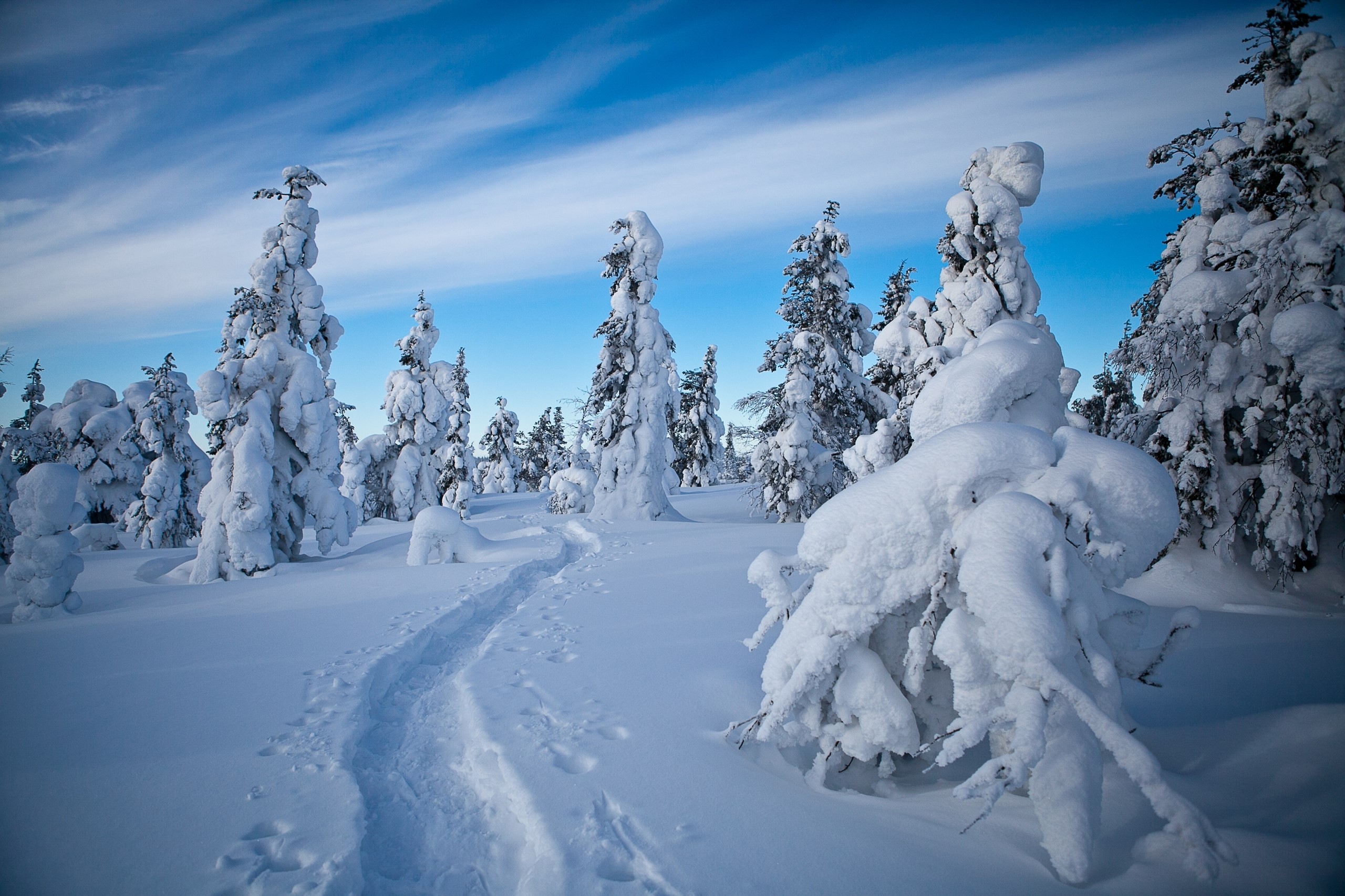 Finland Lapland Region Winter Sky Stars Snow Spruce Aurora HD Finland Lapland Region Winter Sky Stars Snow Spruce Aurora HD
