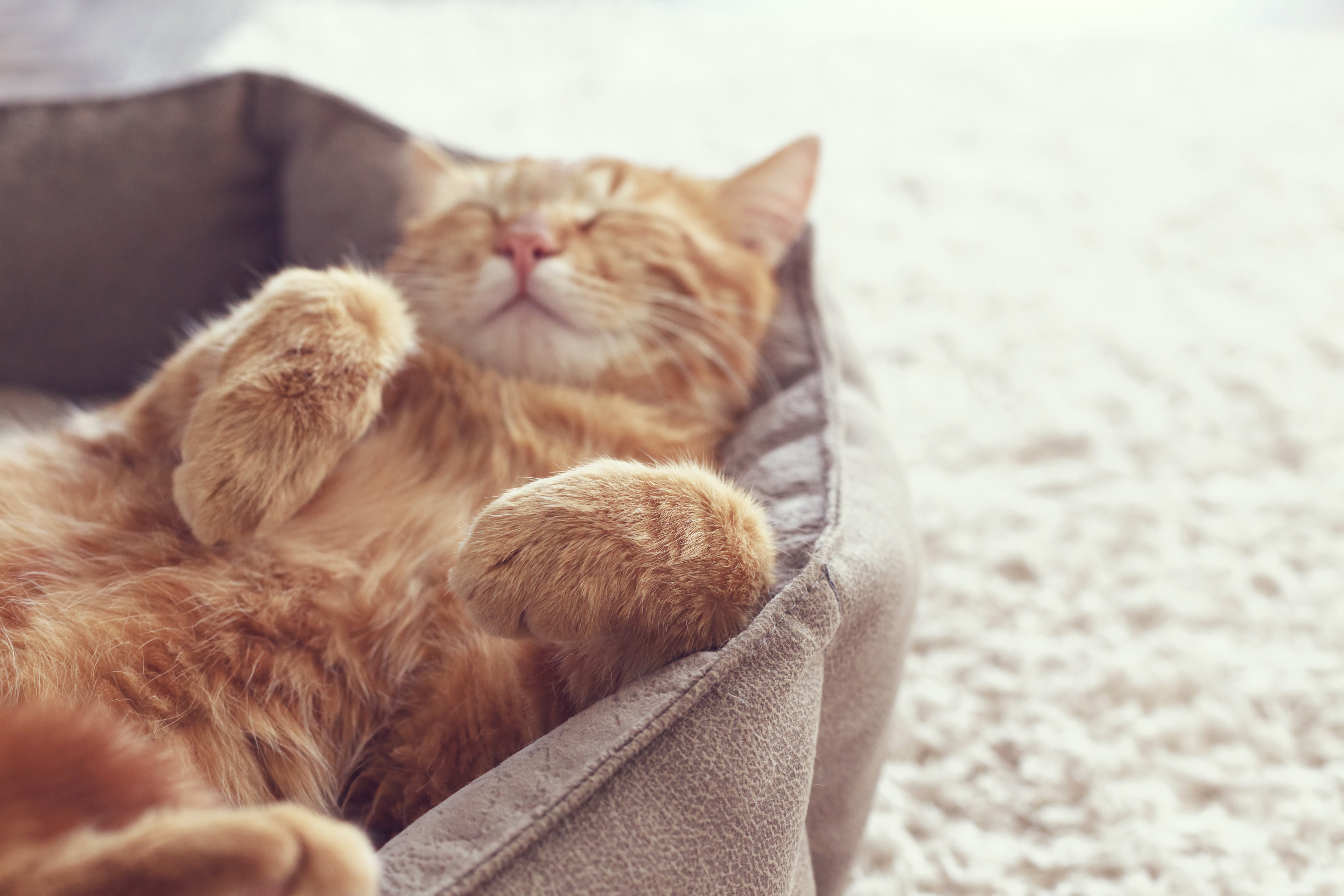 Ginger cat sleeping in a cat bed HD Wallpaper