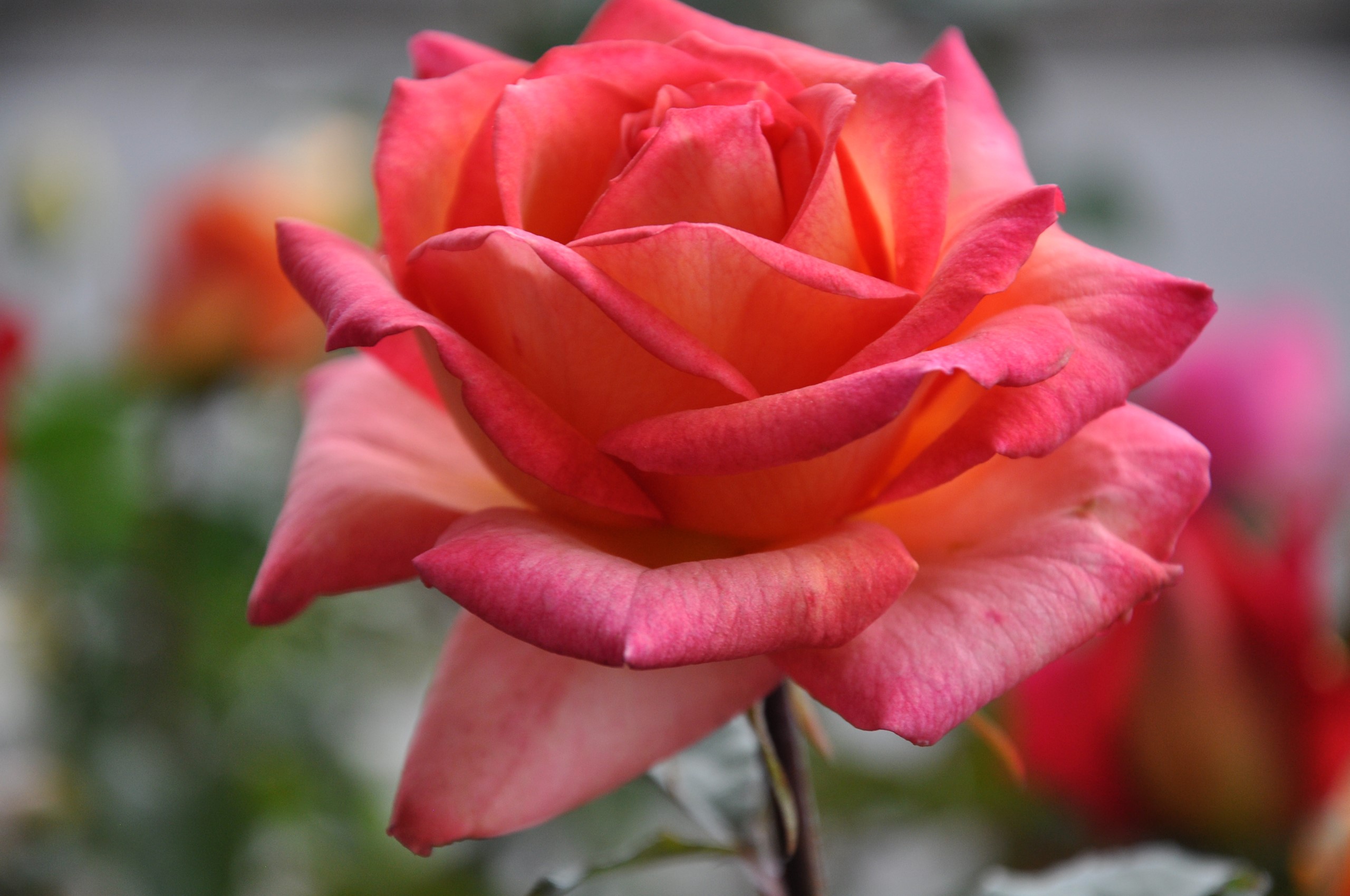 Close-up of a pink and orange rose HD Wallpaper