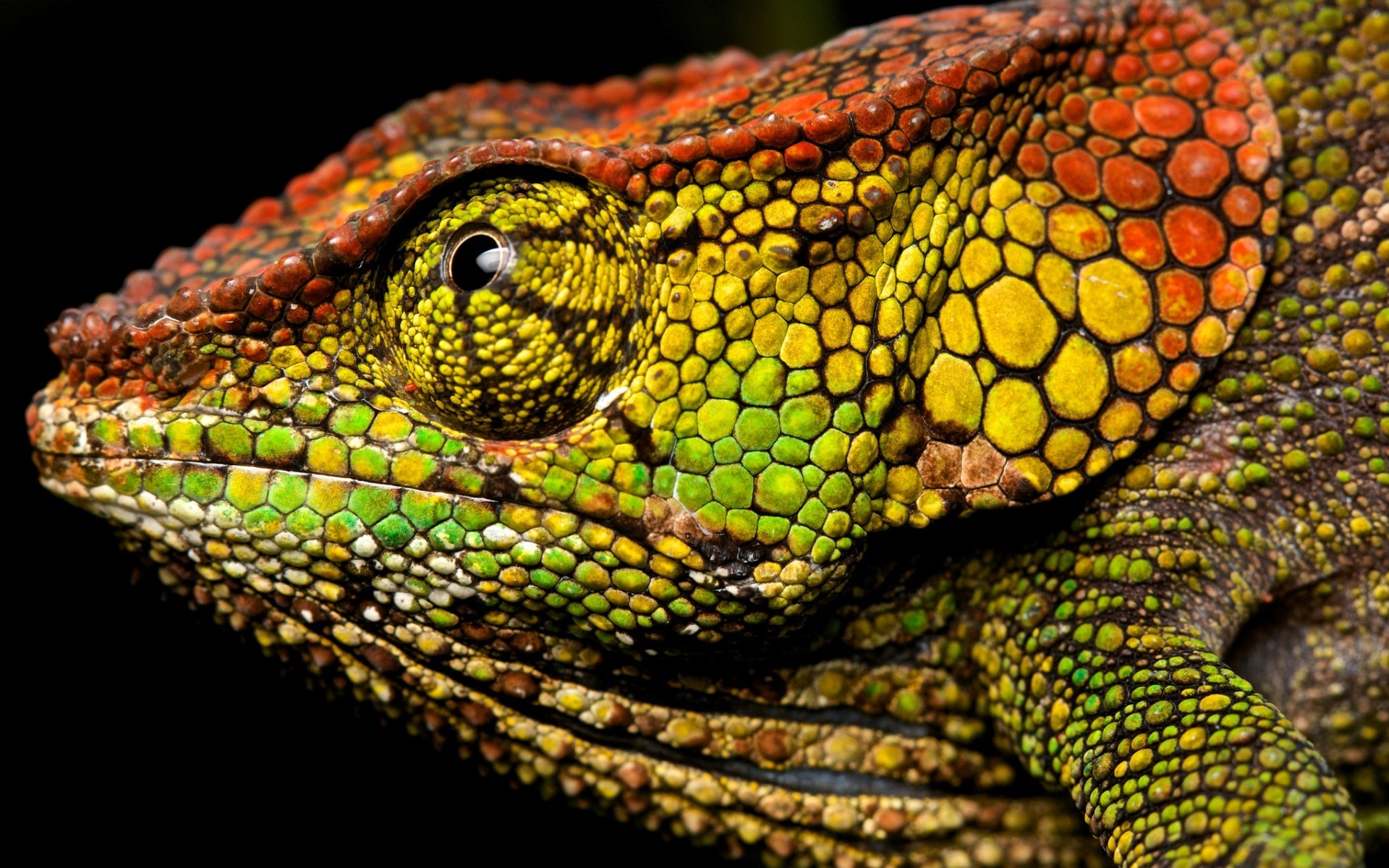 Closeup of a colorful chameleon's head HD Wallpaper