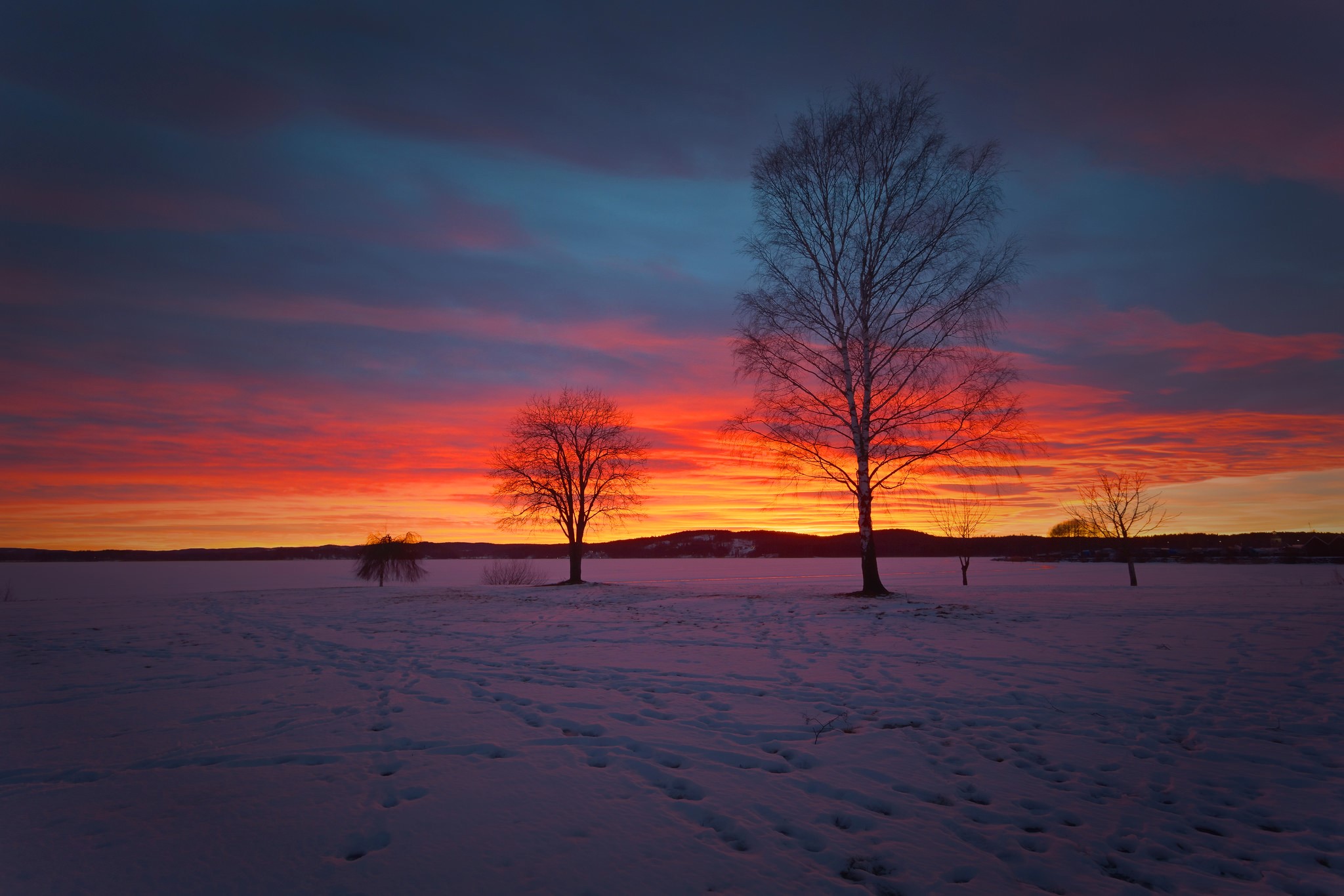 Winter sunset over a snowy field with trees HD Wallpaper