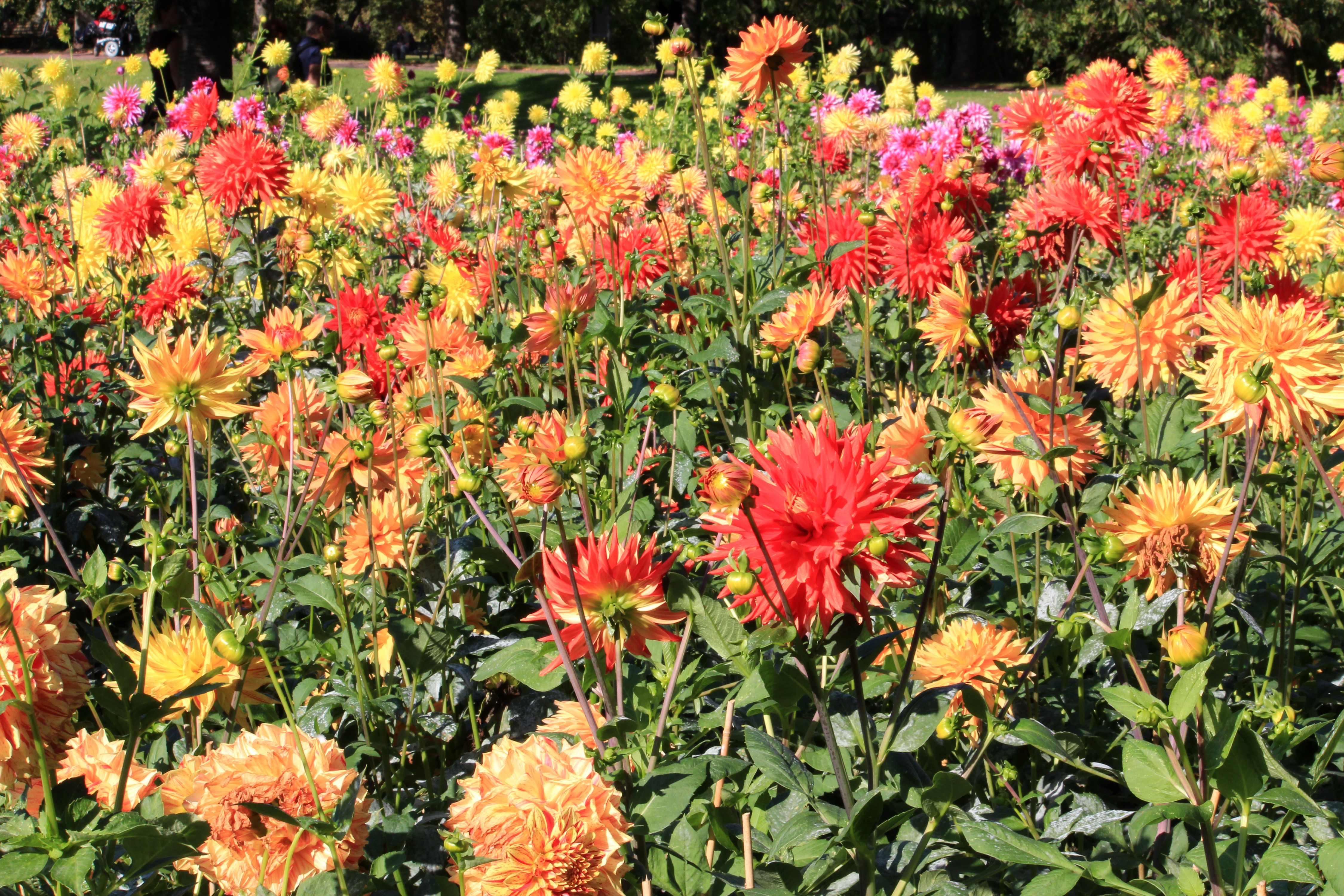 Field of colorful dahlias in bloom HD Wallpaper