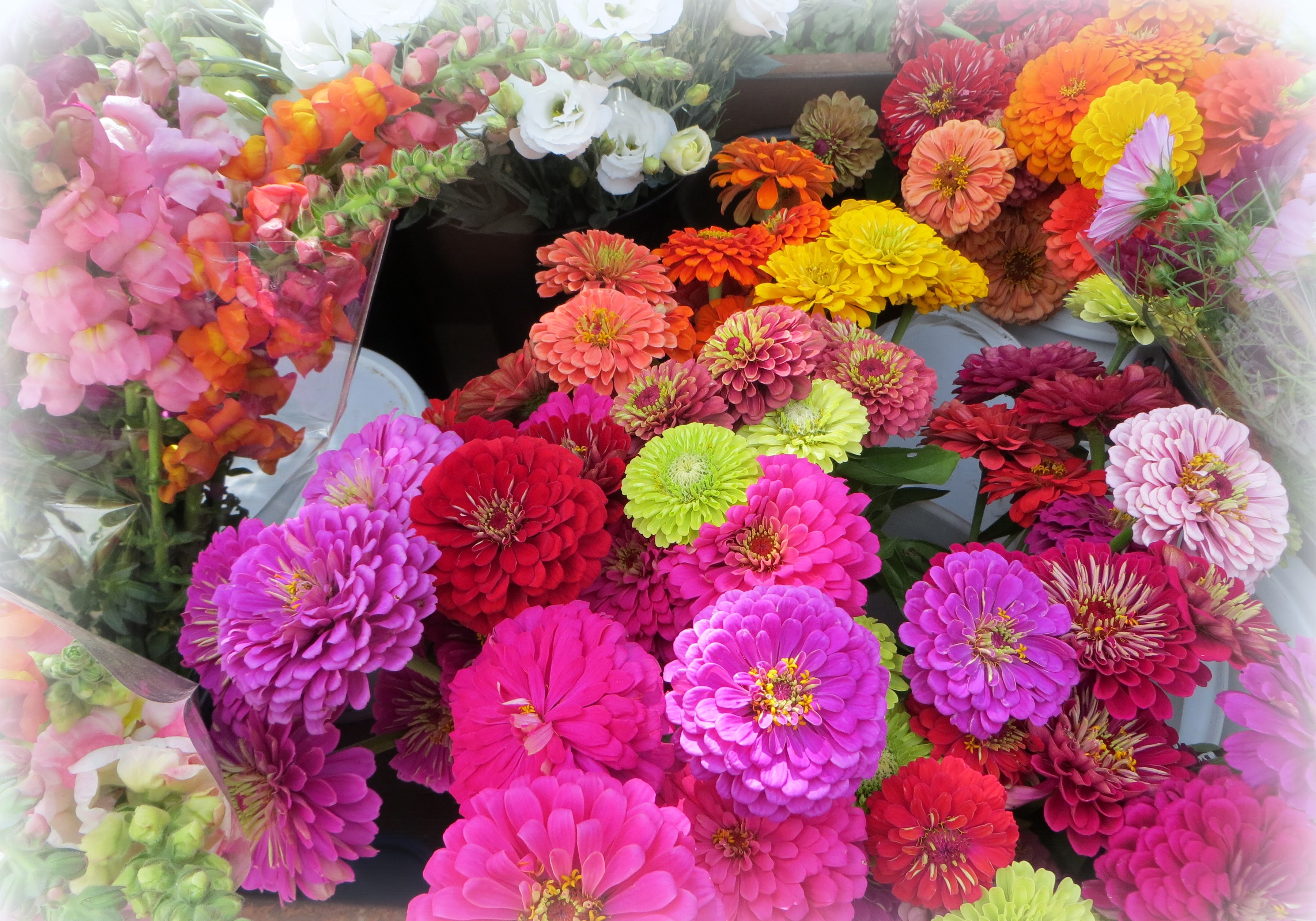 A vibrant bouquet of Zinnias in various colors HD Wallpaper