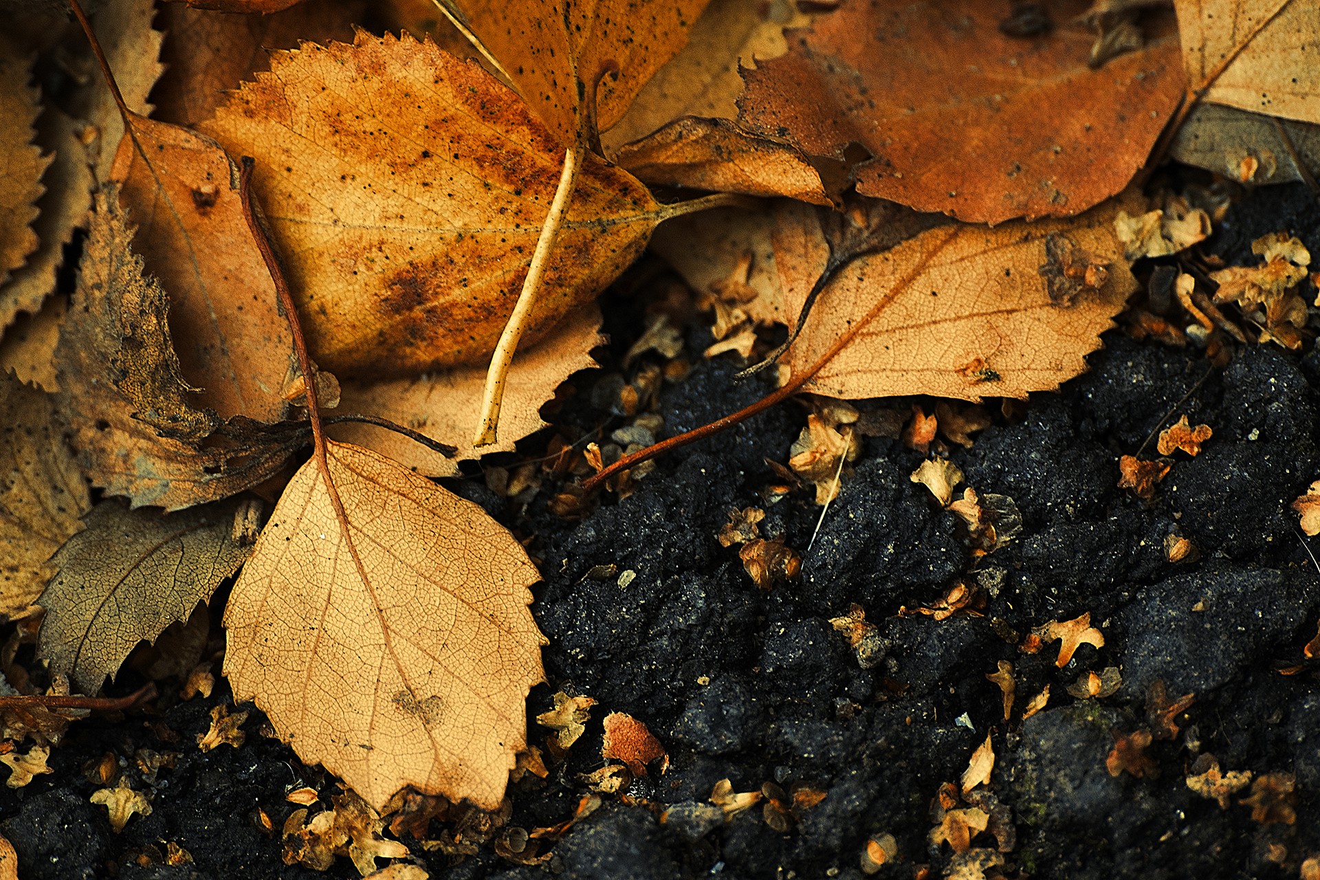 Autumn leaves on dark ground HD Wallpaper