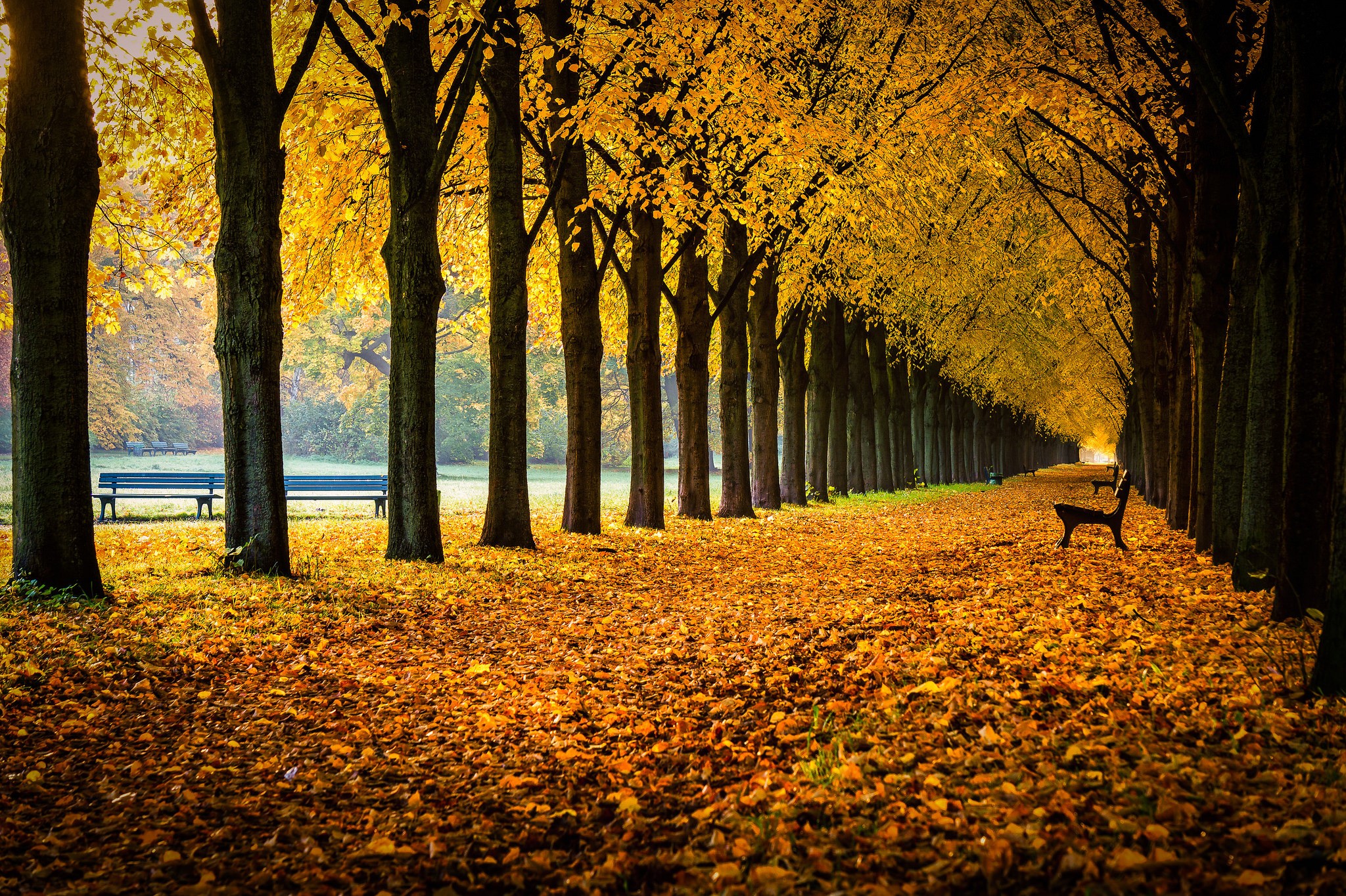 Autumn avenue with trees and fallen leaves in Herrenhausen Gardens HD Wallpaper