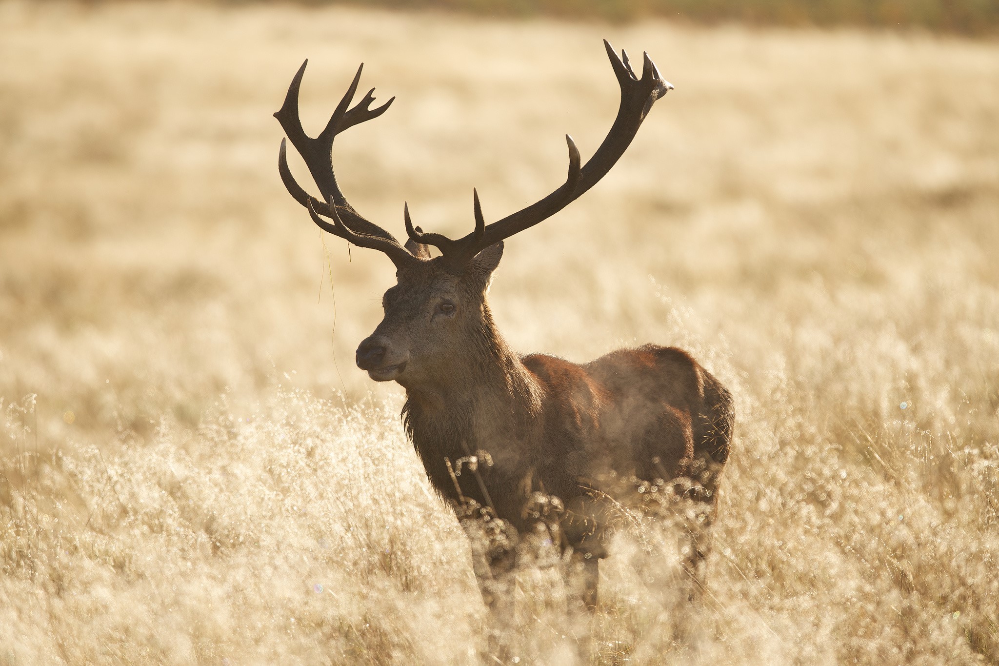 A majestic stag with large antlers stands in a field of dry grass. HD Wallpaper
