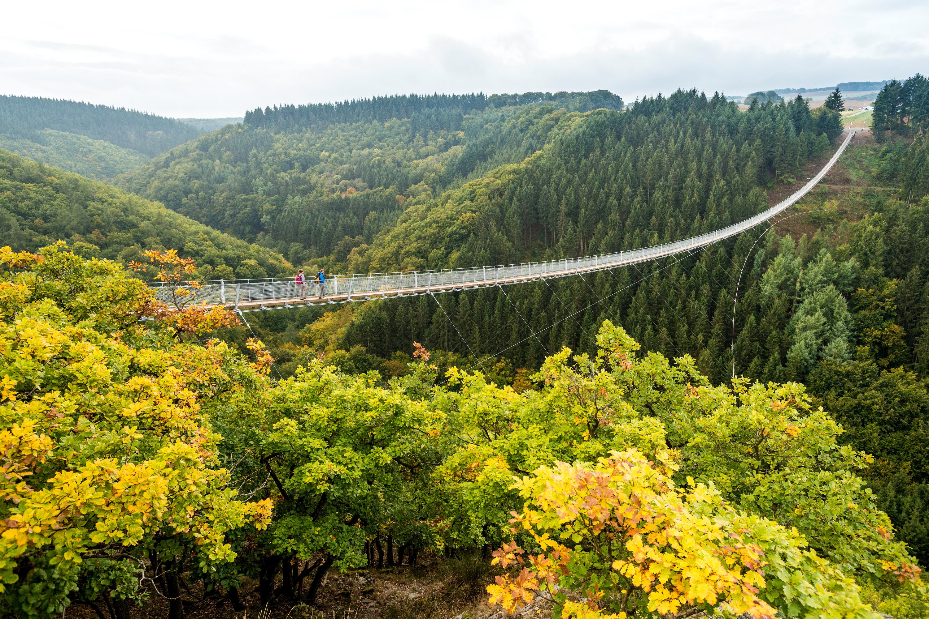 Geierlay Suspension Bridge in Autumn Forest, Germany HD Wallpaper