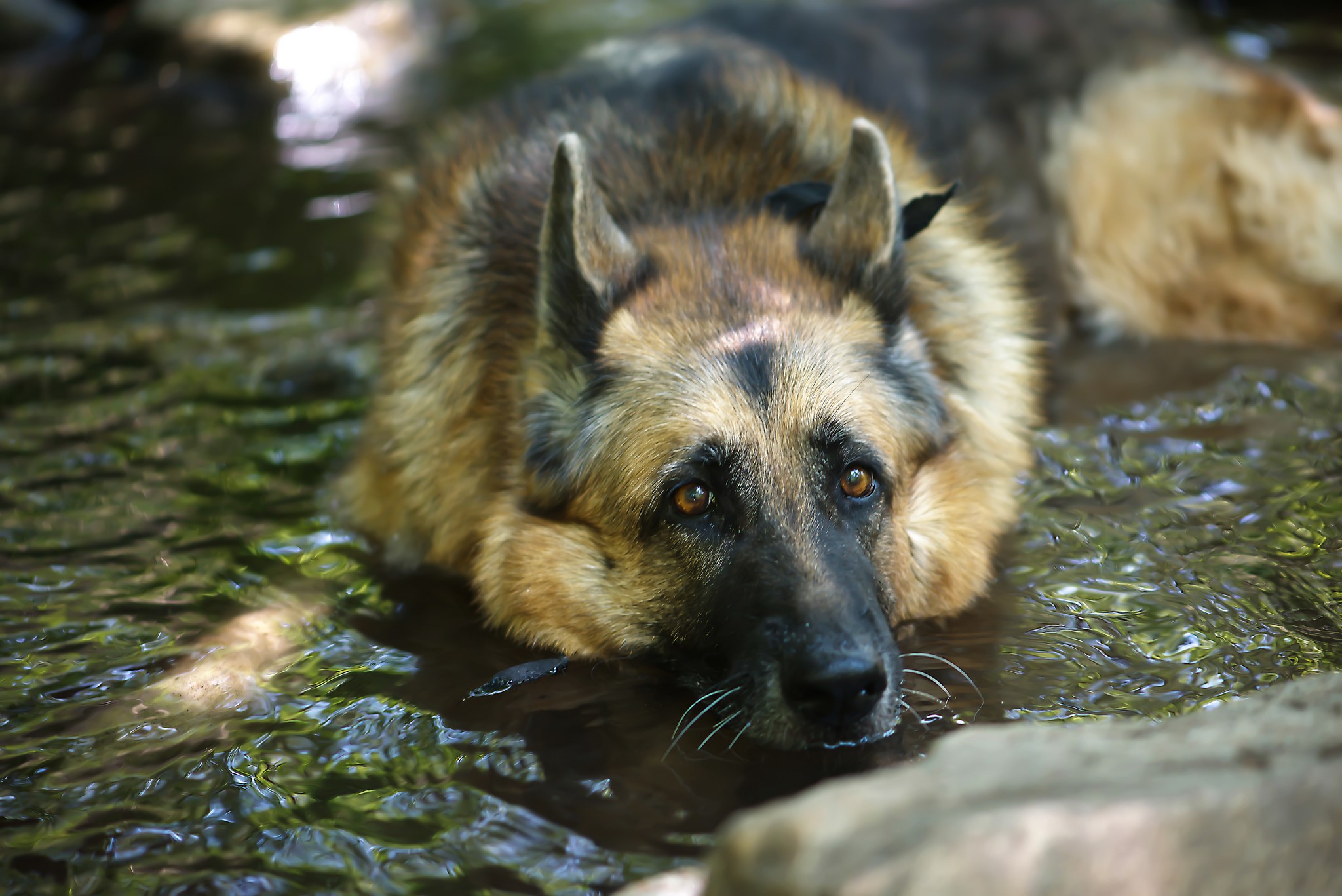 German Shepherd lying in shallow water HD Wallpaper