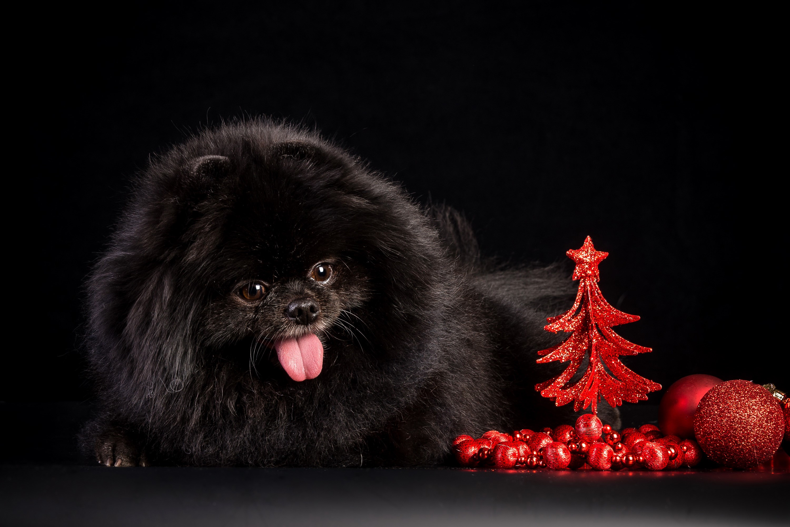 Black Spitz dog with Christmas decorations HD Wallpaper