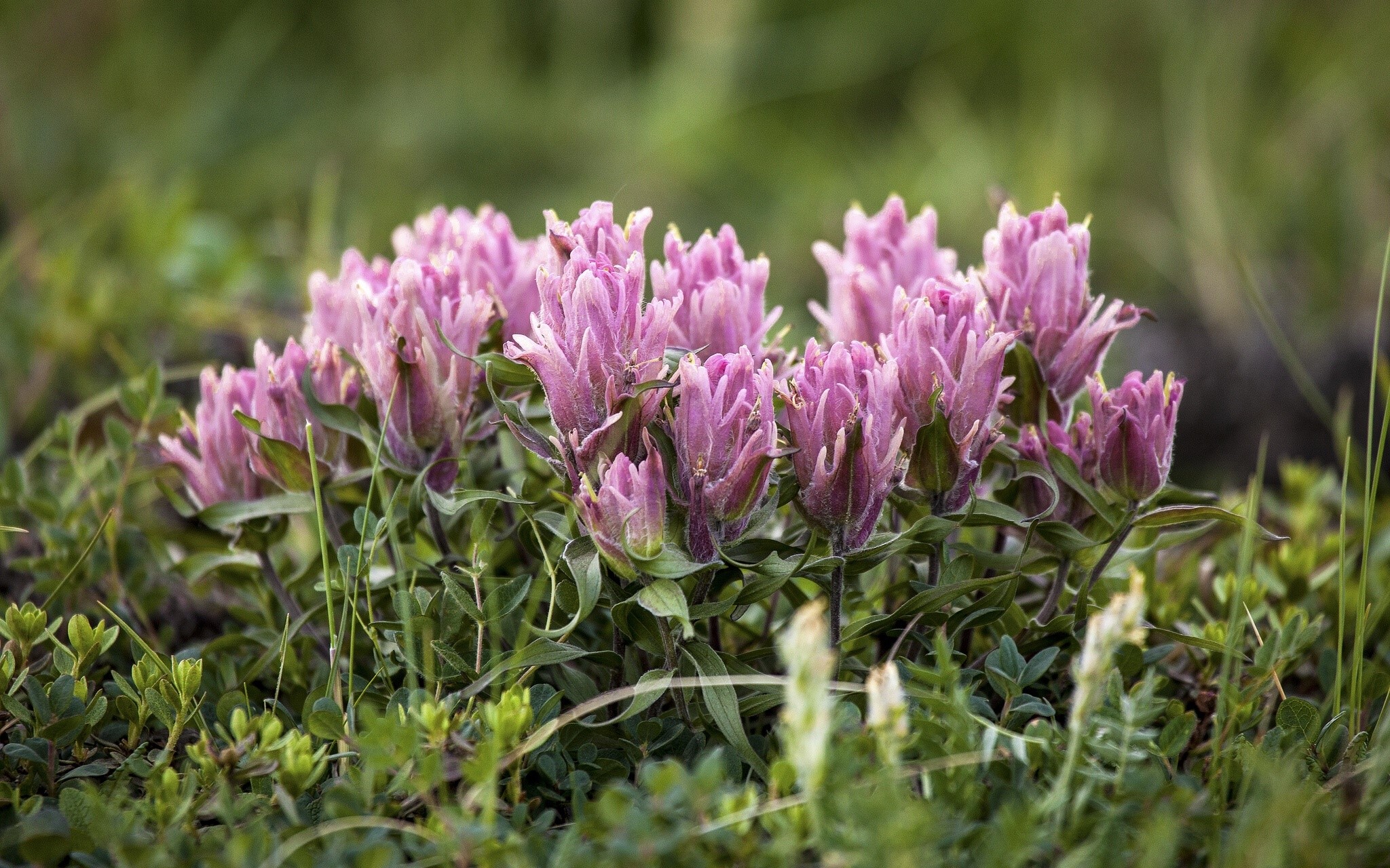 Pink wildflowers in a grassy field HD Wallpaper