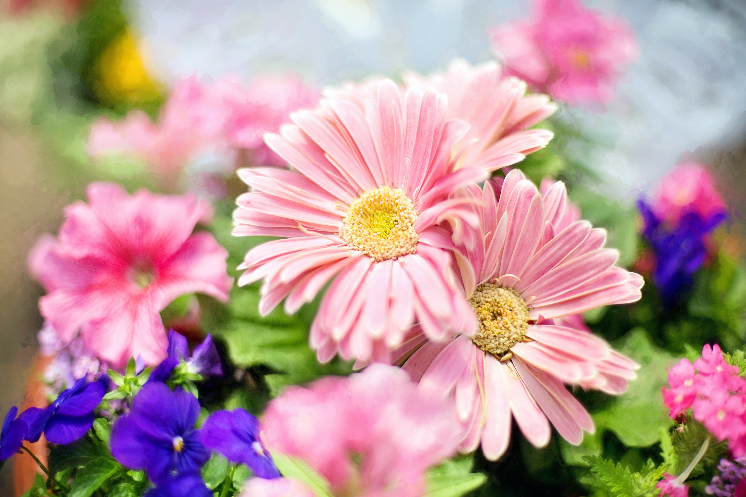 Pink Gerbera Daisies and Purple Pansies HD Wallpaper