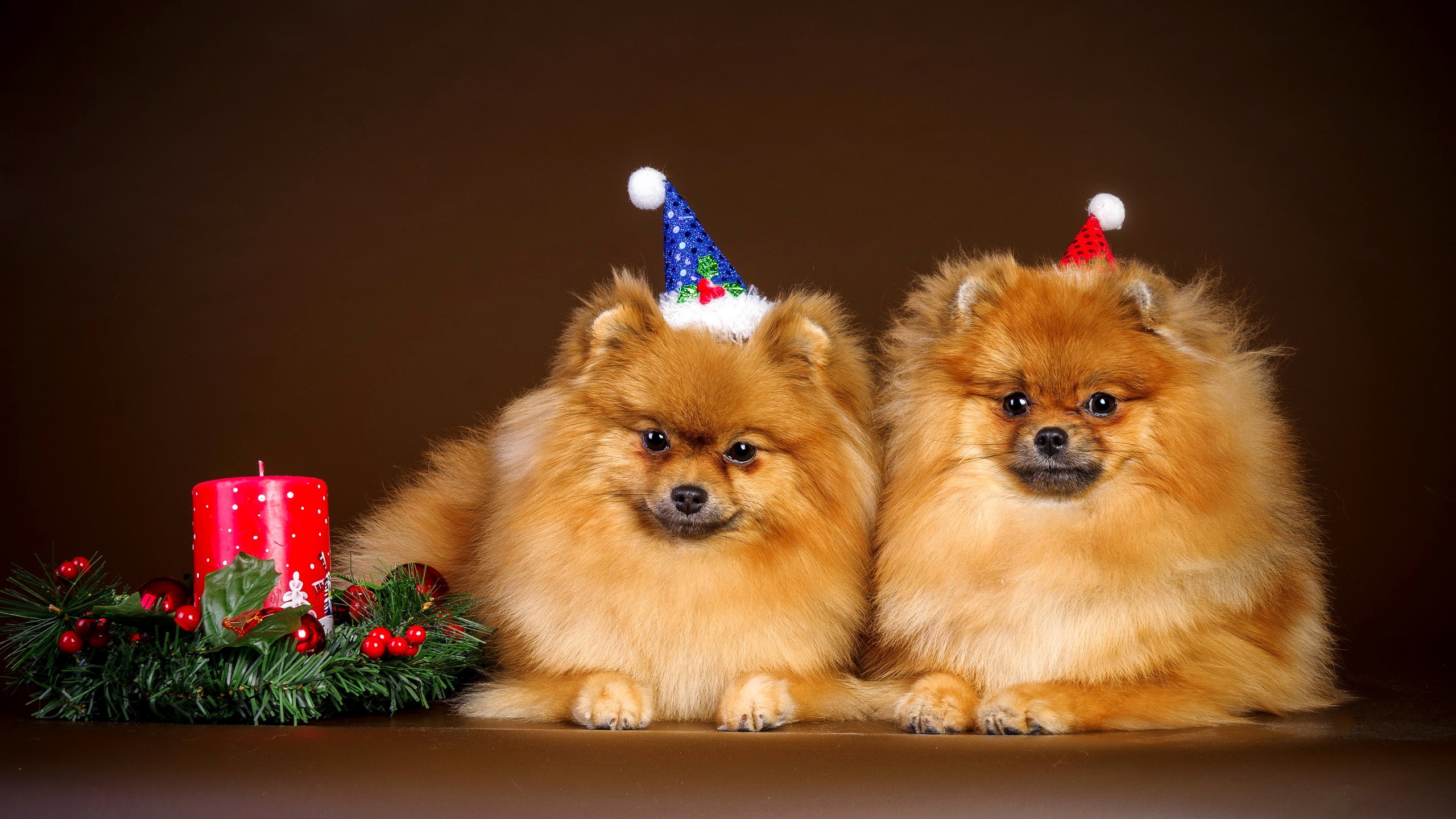 Two Pomeranian dogs wearing Christmas hats with a candle HD Wallpaper