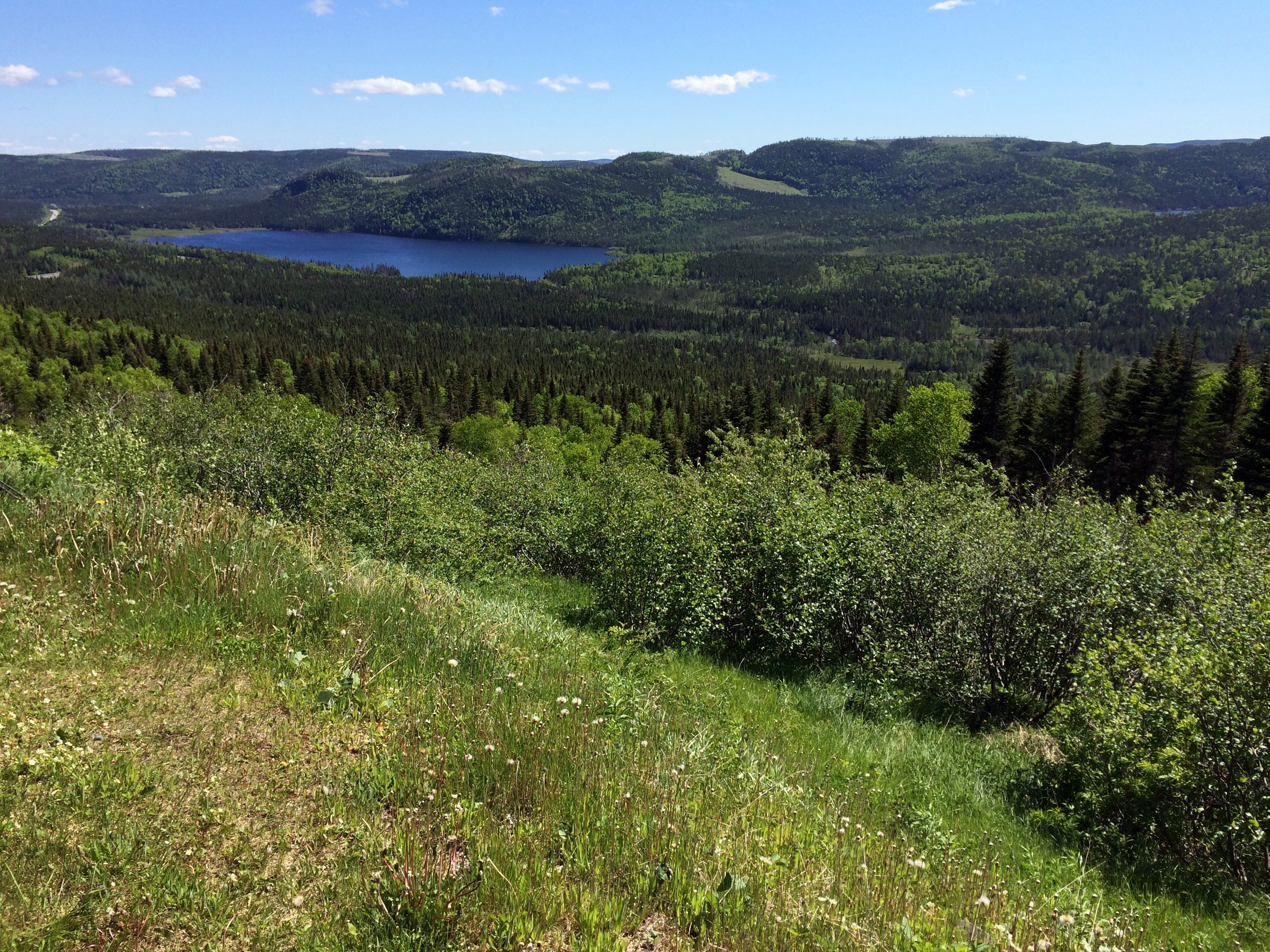 Lake and forest landscape in Wiltondale, Newfoundland and Labrador, Canada HD Wallpaper