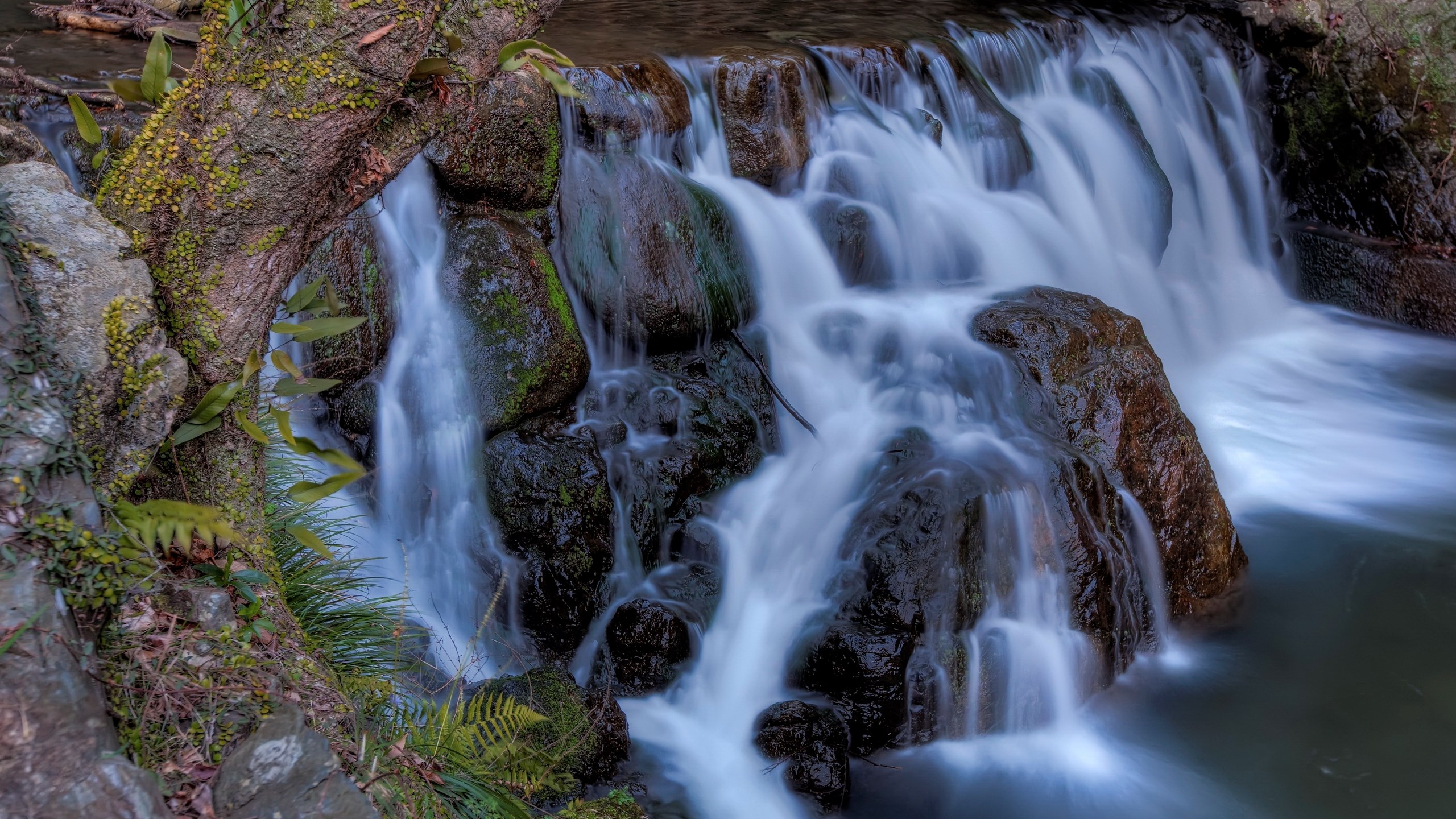 Waterfall cascading over mossy rocks and tree roots HD Wallpaper