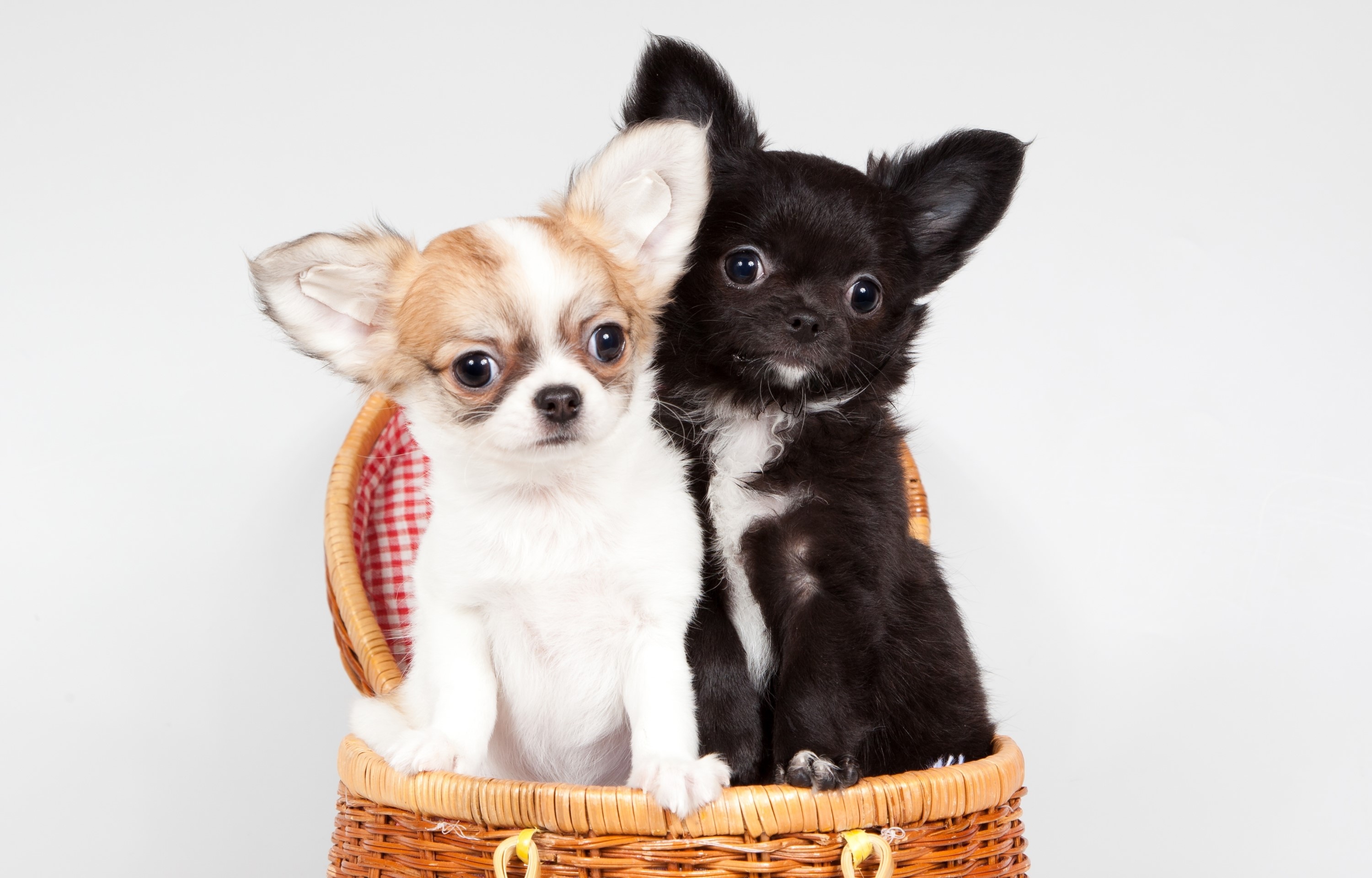 Two Chihuahua puppies in a basket HD Wallpaper