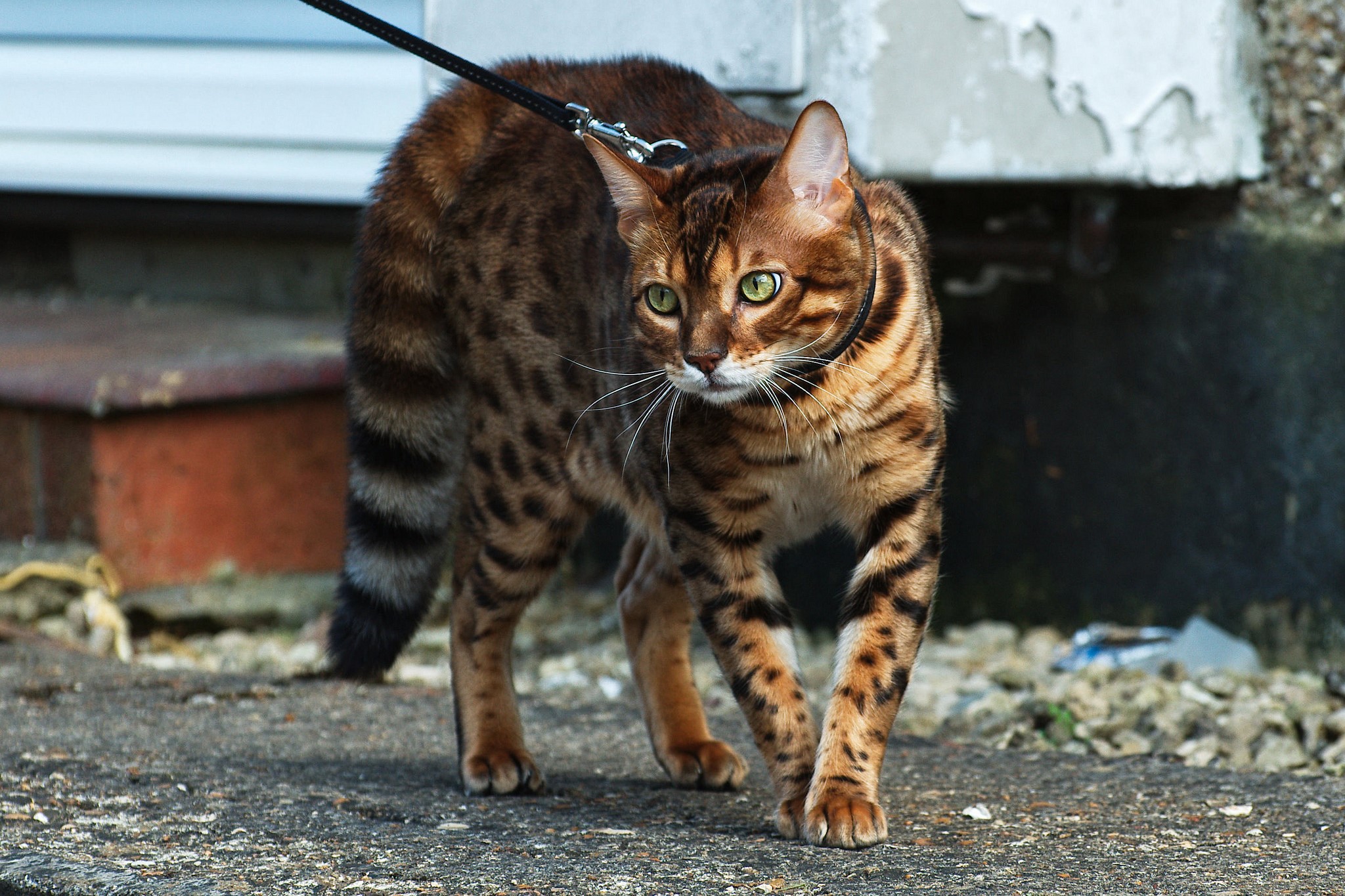Bengal cat on a leash outdoors HD Wallpaper