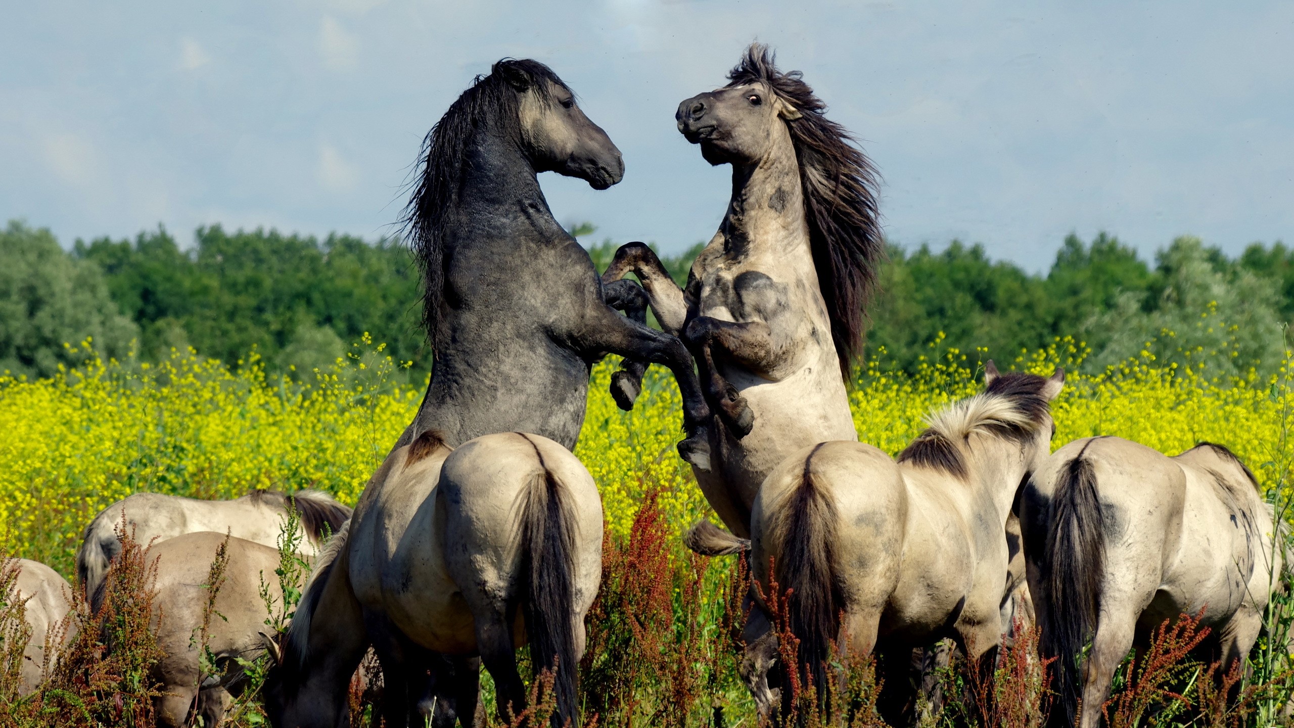 Two wild horses rearing up in a field of yellow flowers HD Wallpaper