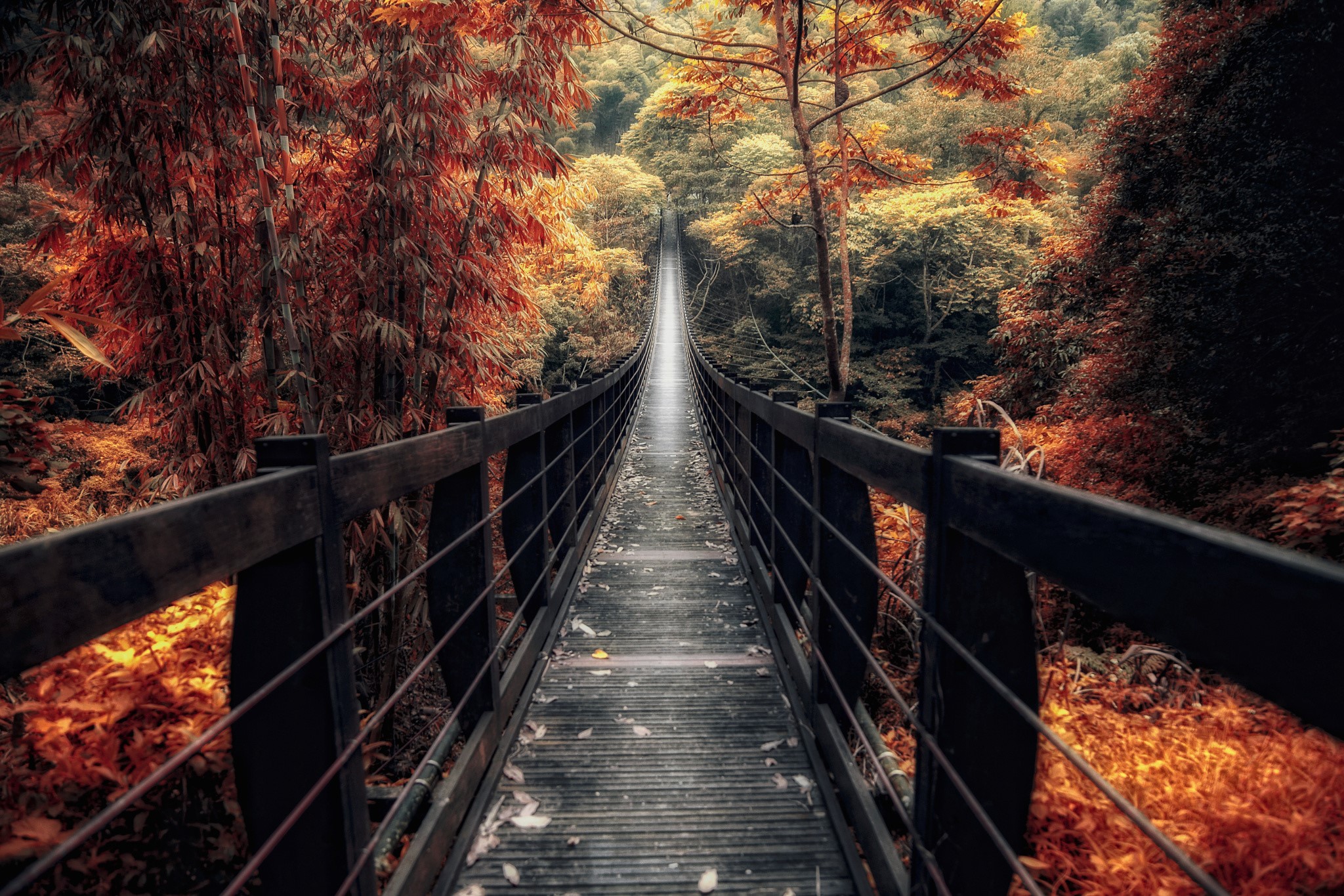 Suspension bridge in an autumn forest HD Wallpaper