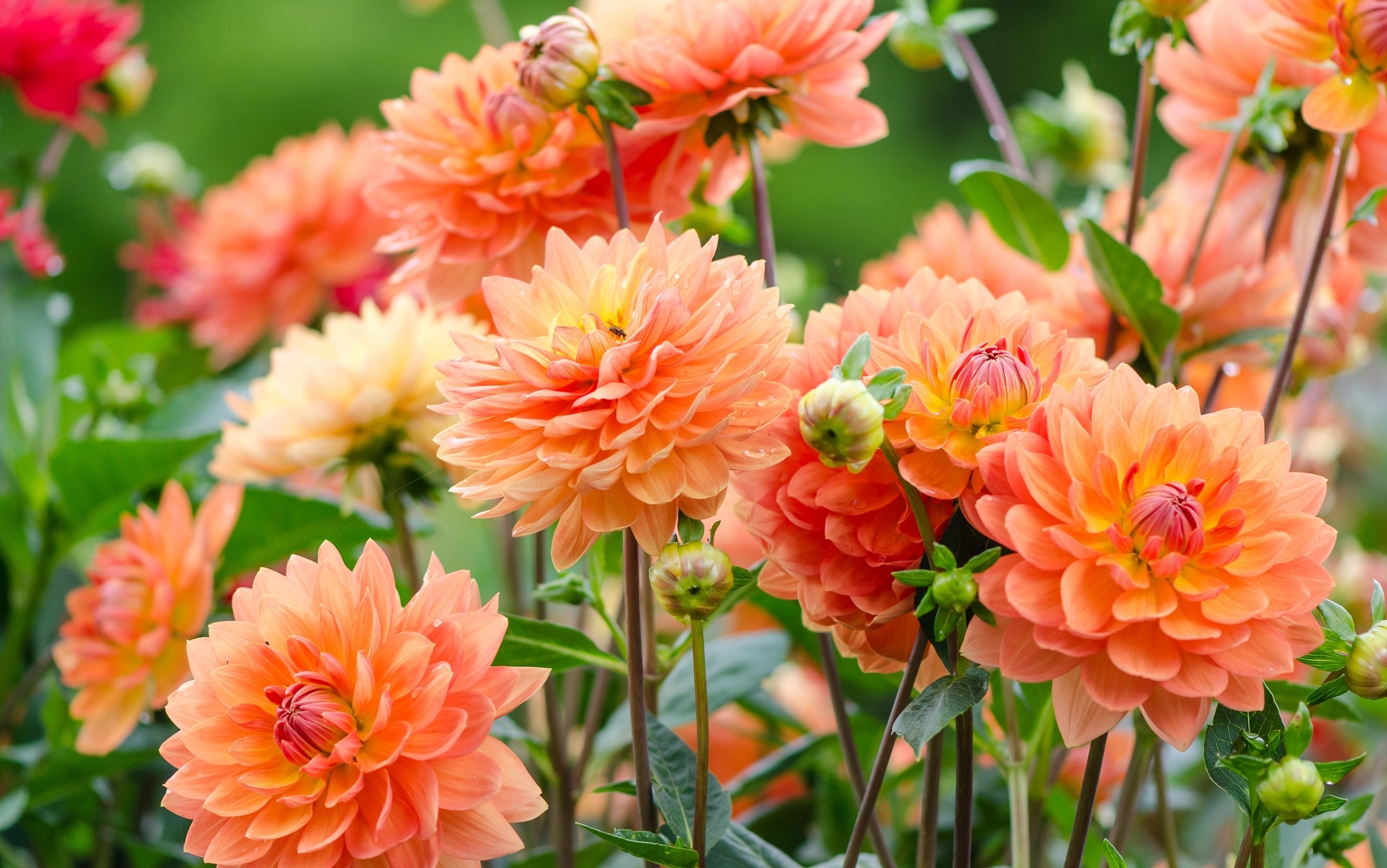 Orange Dahlias in a Garden HD Wallpaper
