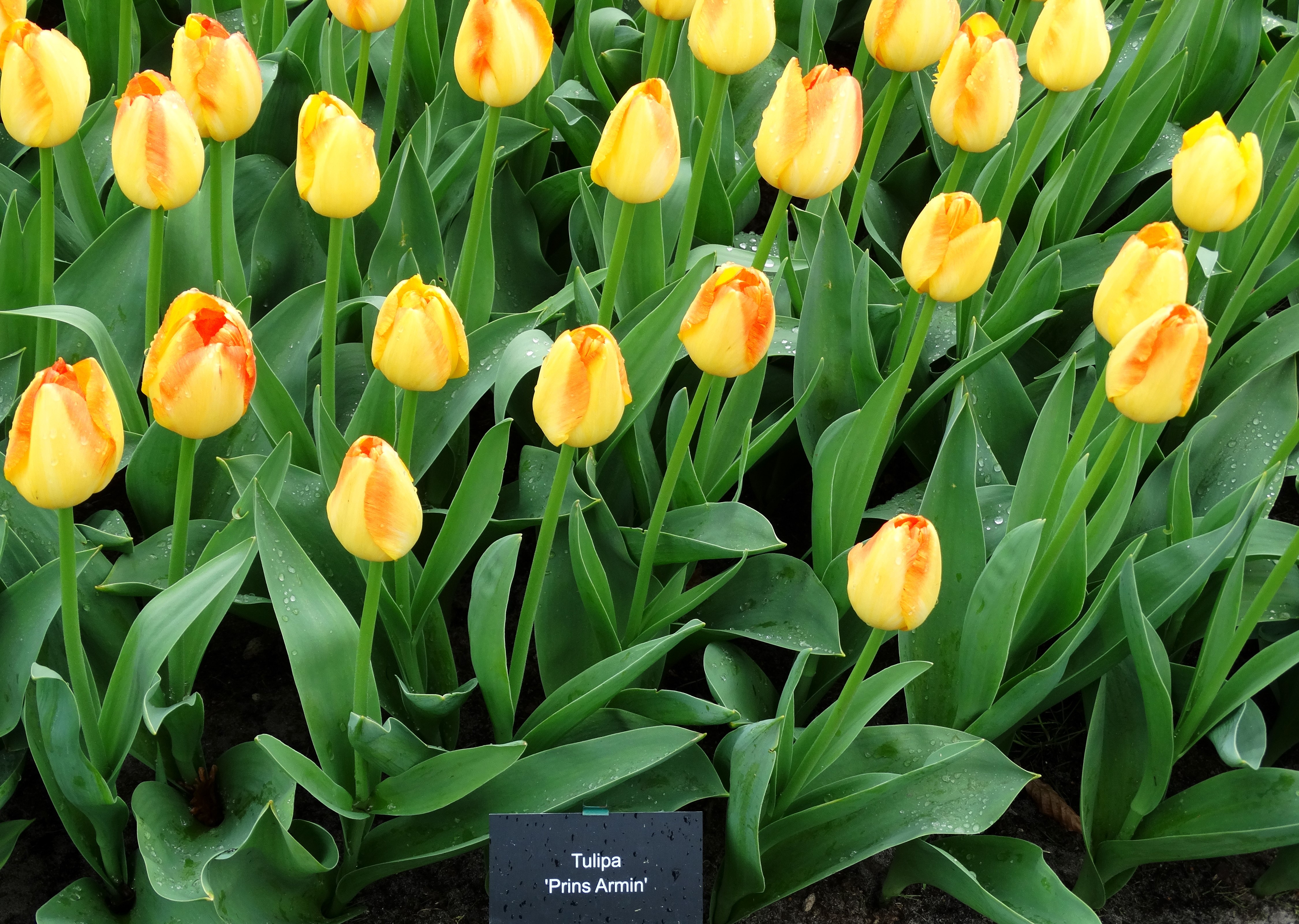 Yellow Tulips 'Prins Armin' HD Wallpaper
