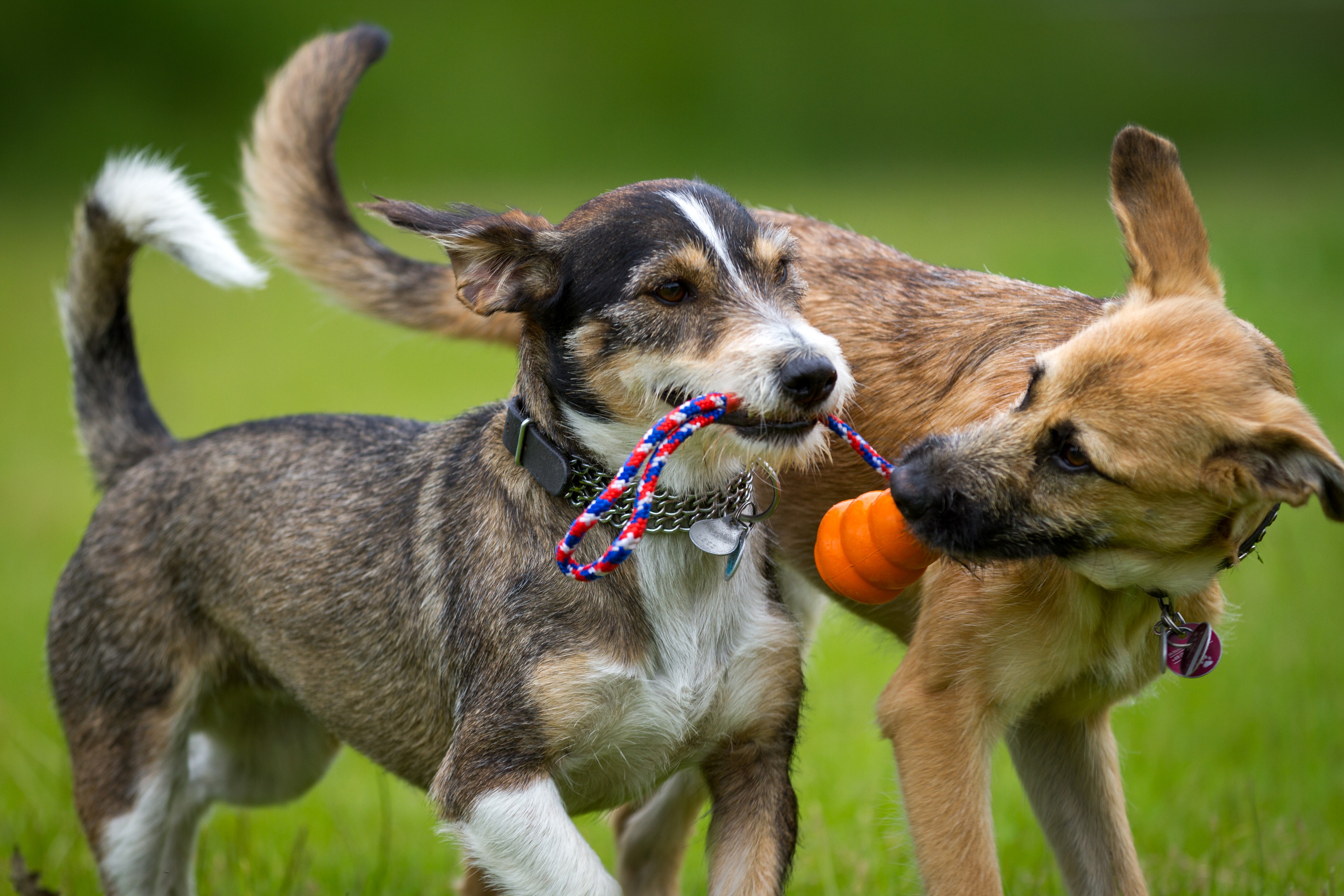 Two dogs playing with a toy HD Wallpaper