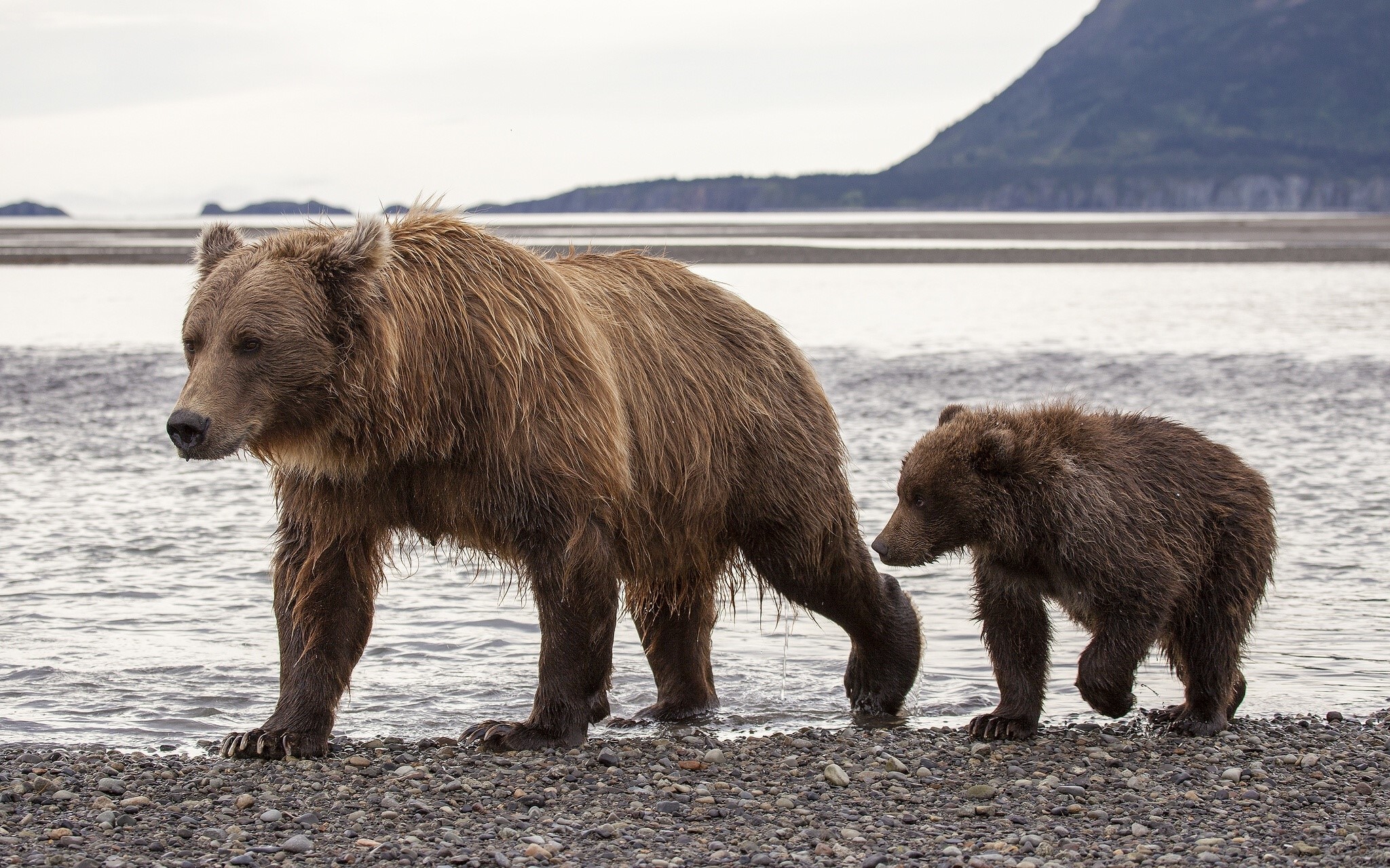 Brown bear and cub walking on a rocky shore HD Wallpaper
