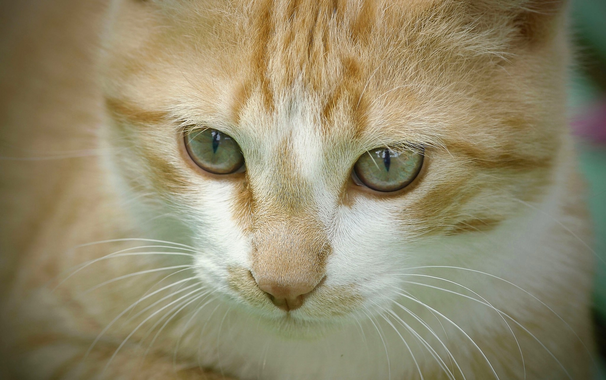 Close-up of an orange and white cat's face HD Wallpaper