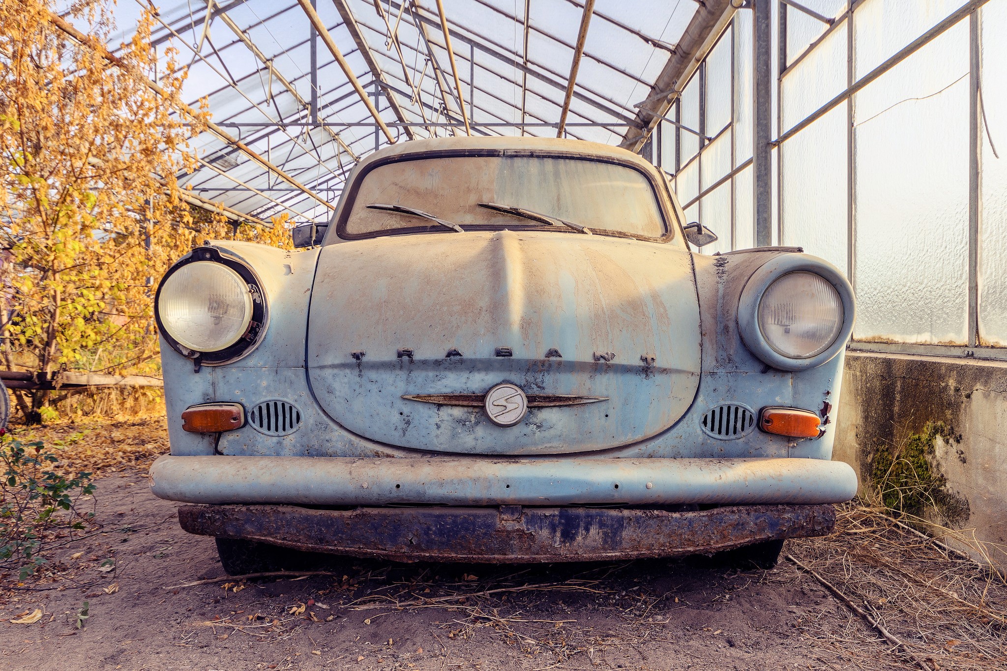 Old Trabant car in a greenhouse HD Wallpaper
