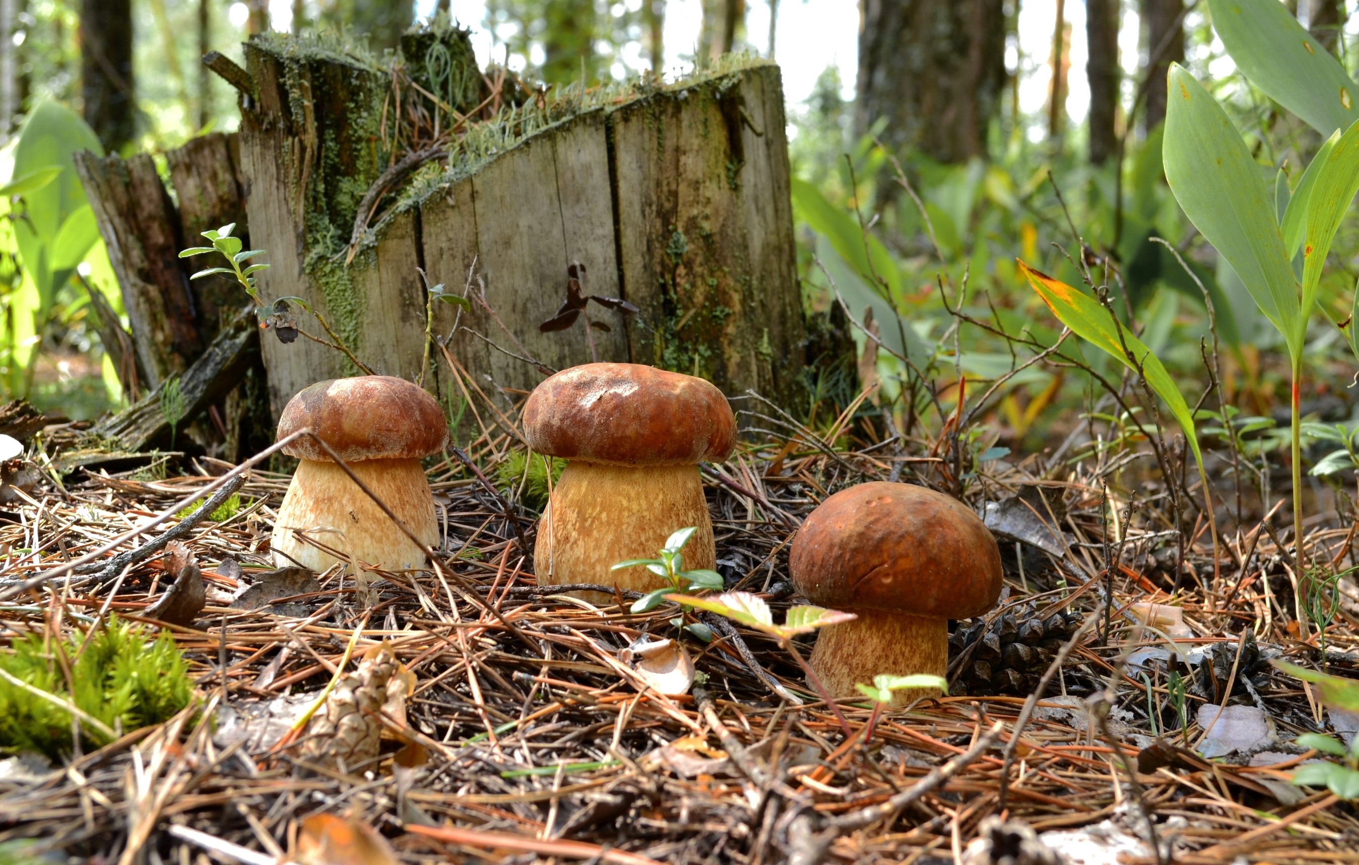 Three porcini mushrooms near a tree stump in a forest HD Wallpaper