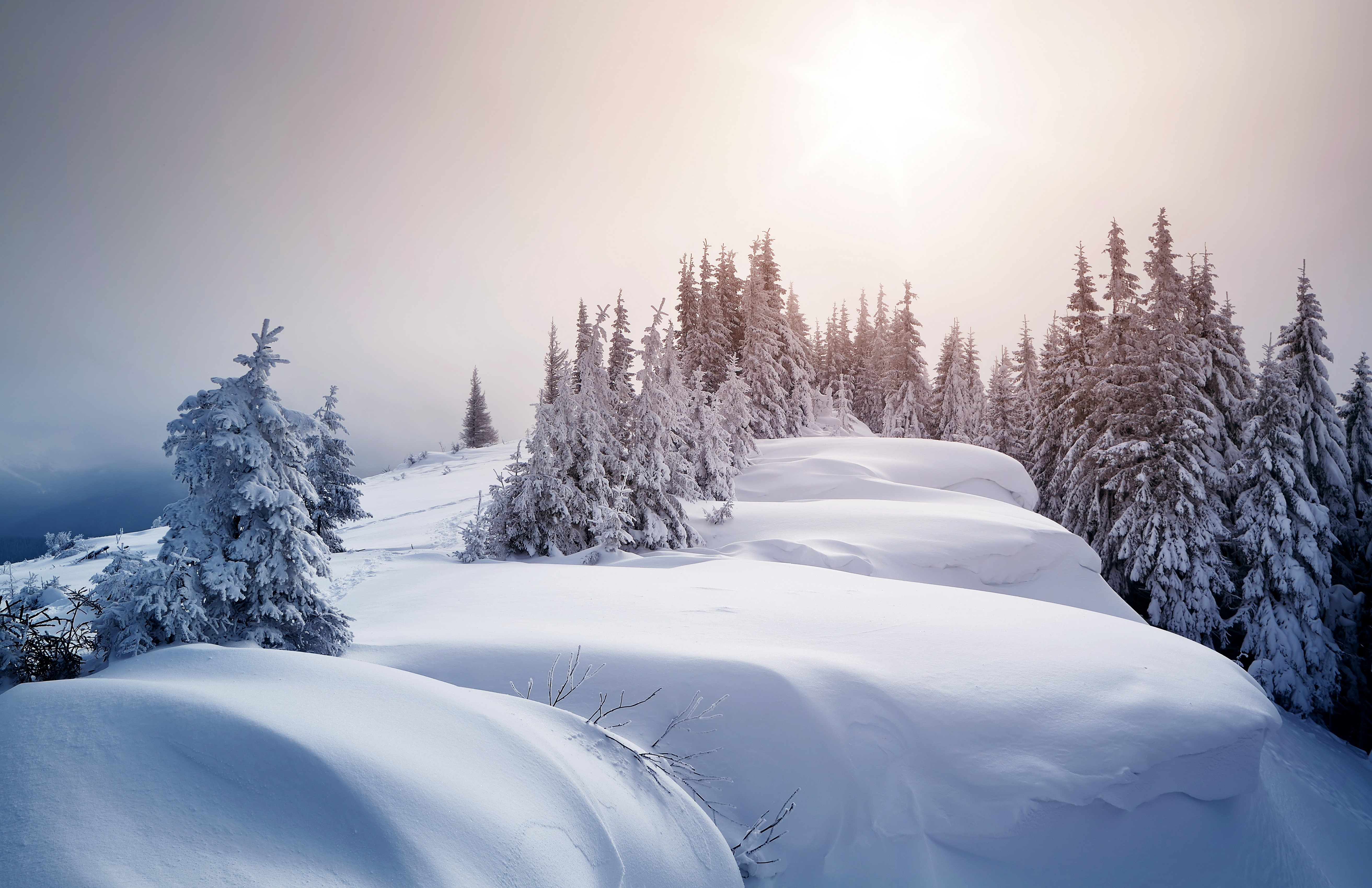 Winter snow-covered spruce forest landscape HD Wallpaper