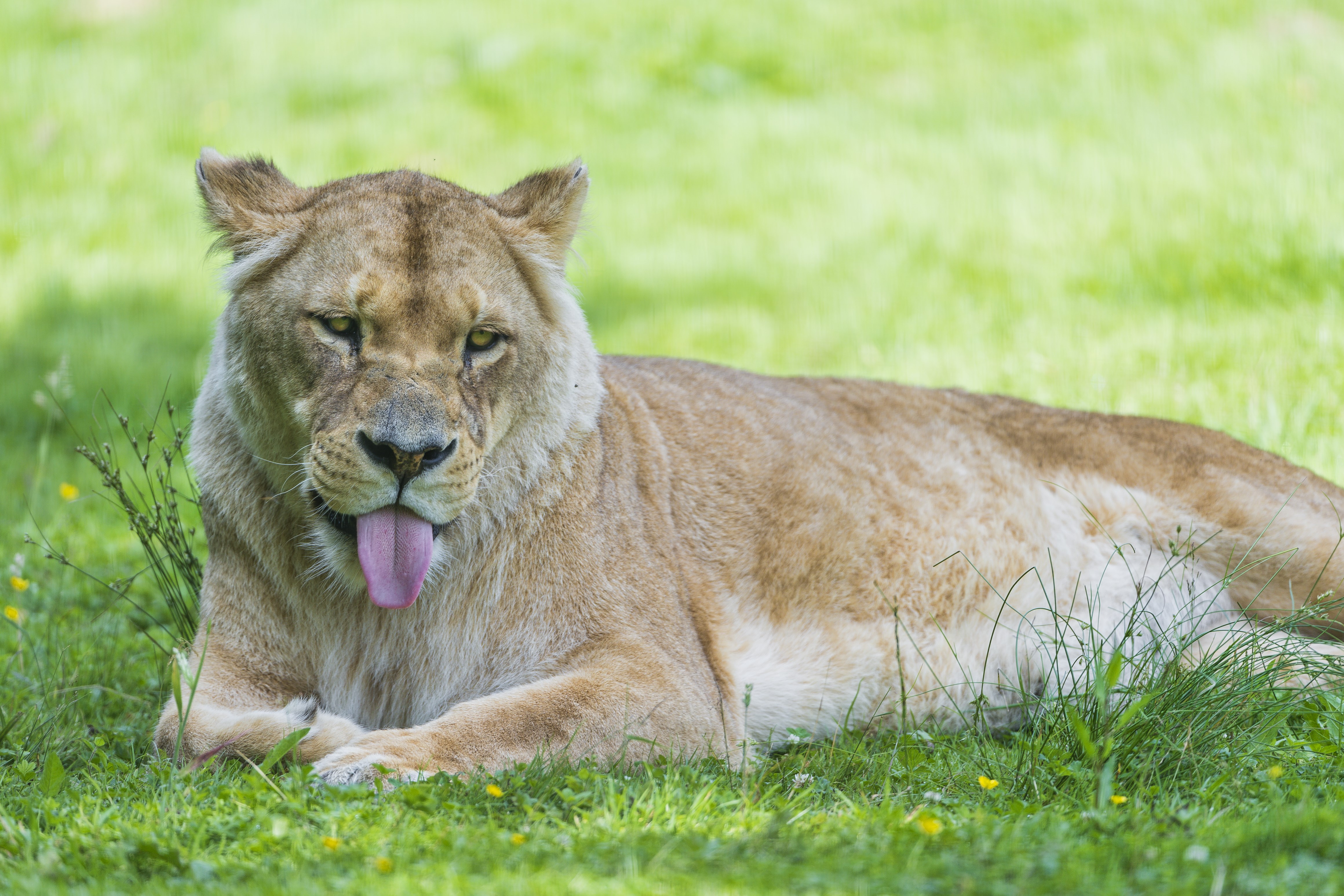 Lioness with tongue out on grass HD Wallpaper