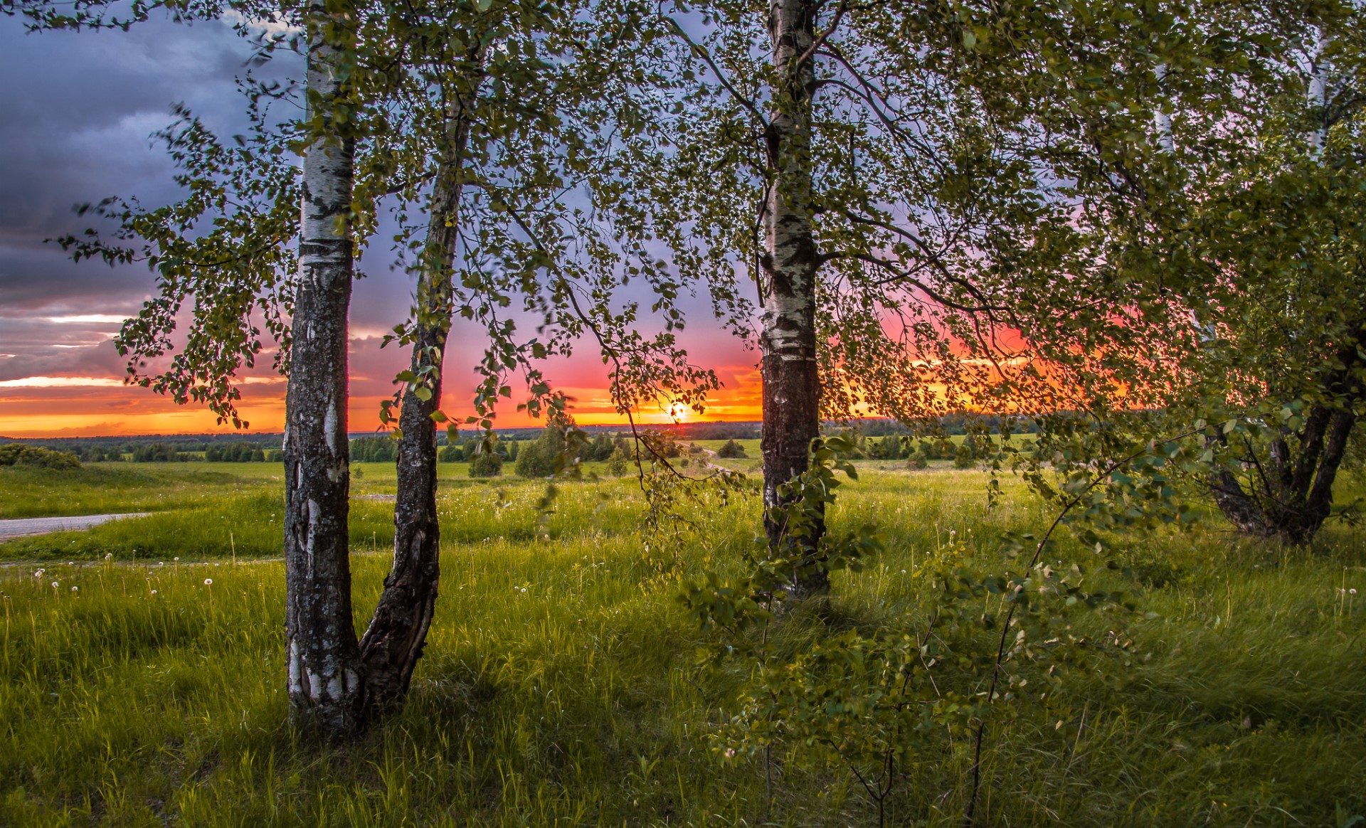 Birch trees in a field at sunset HD Wallpaper