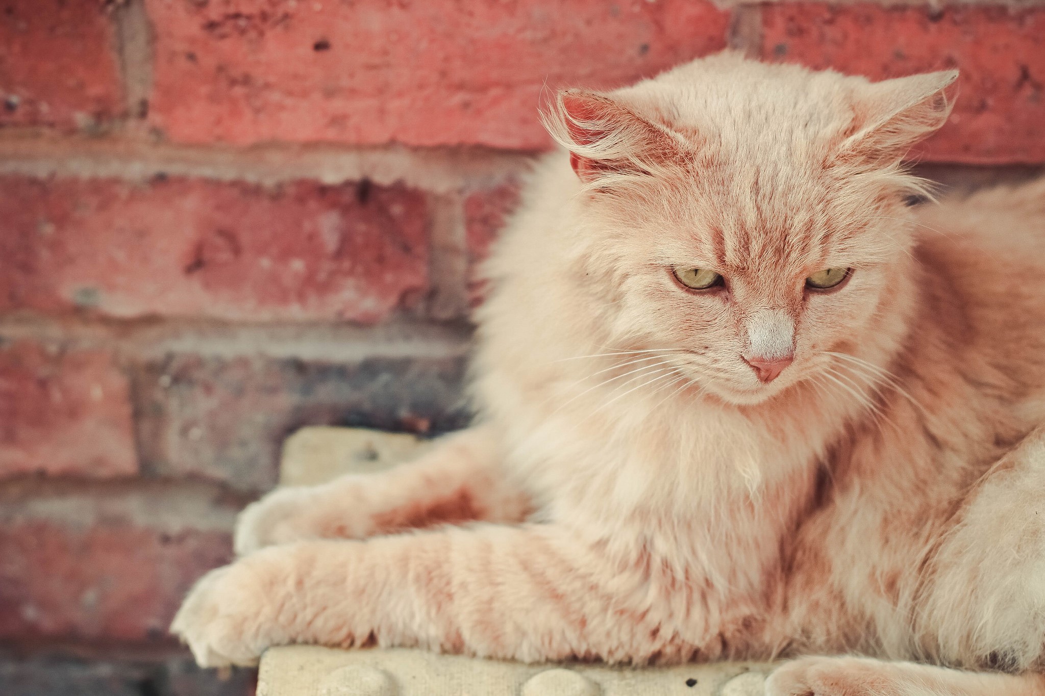 Orange fluffy cat sitting on a brick wall HD Wallpaper