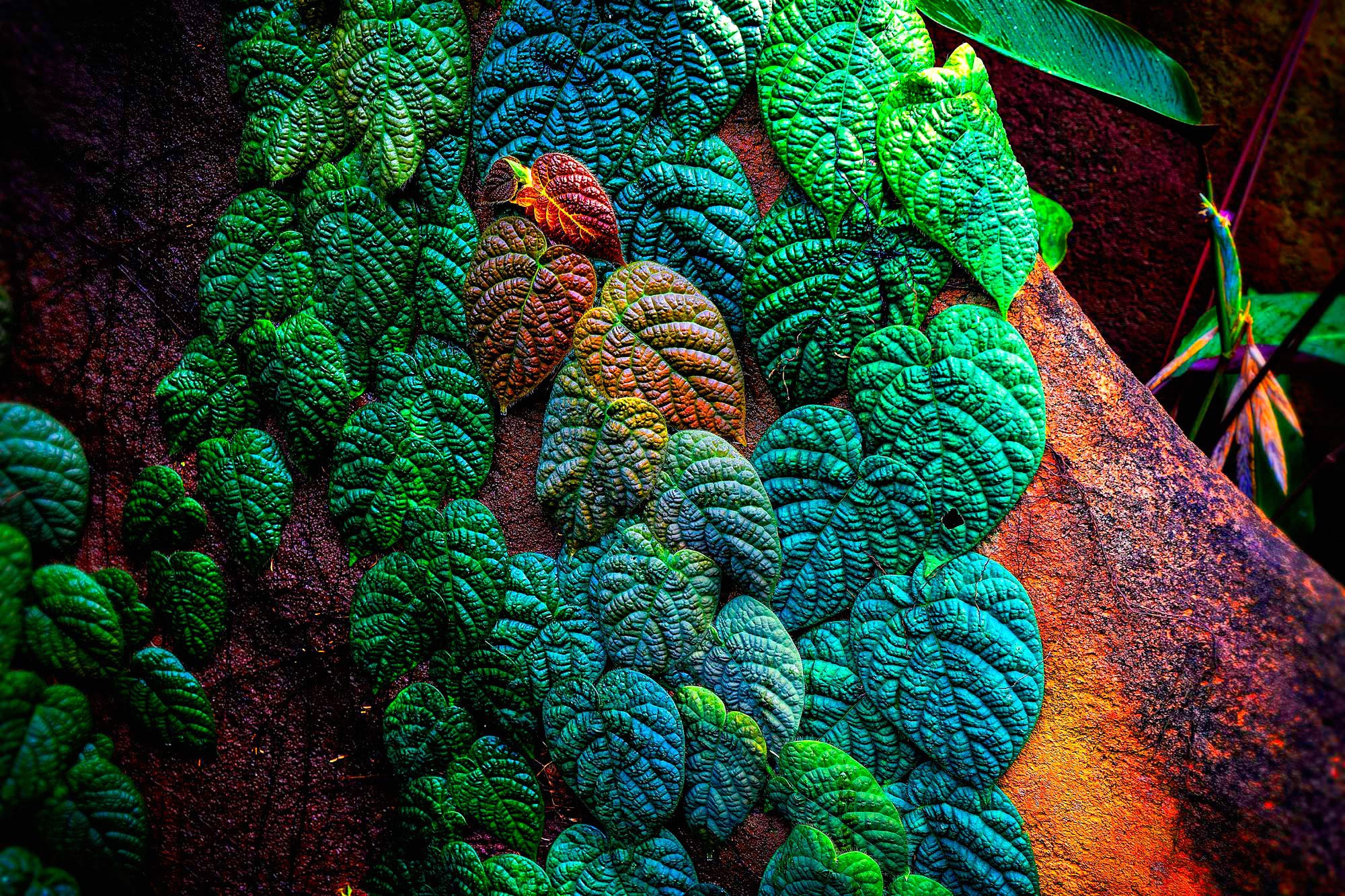 Close-up of colorful liana foliage on a tree trunk HD Wallpaper