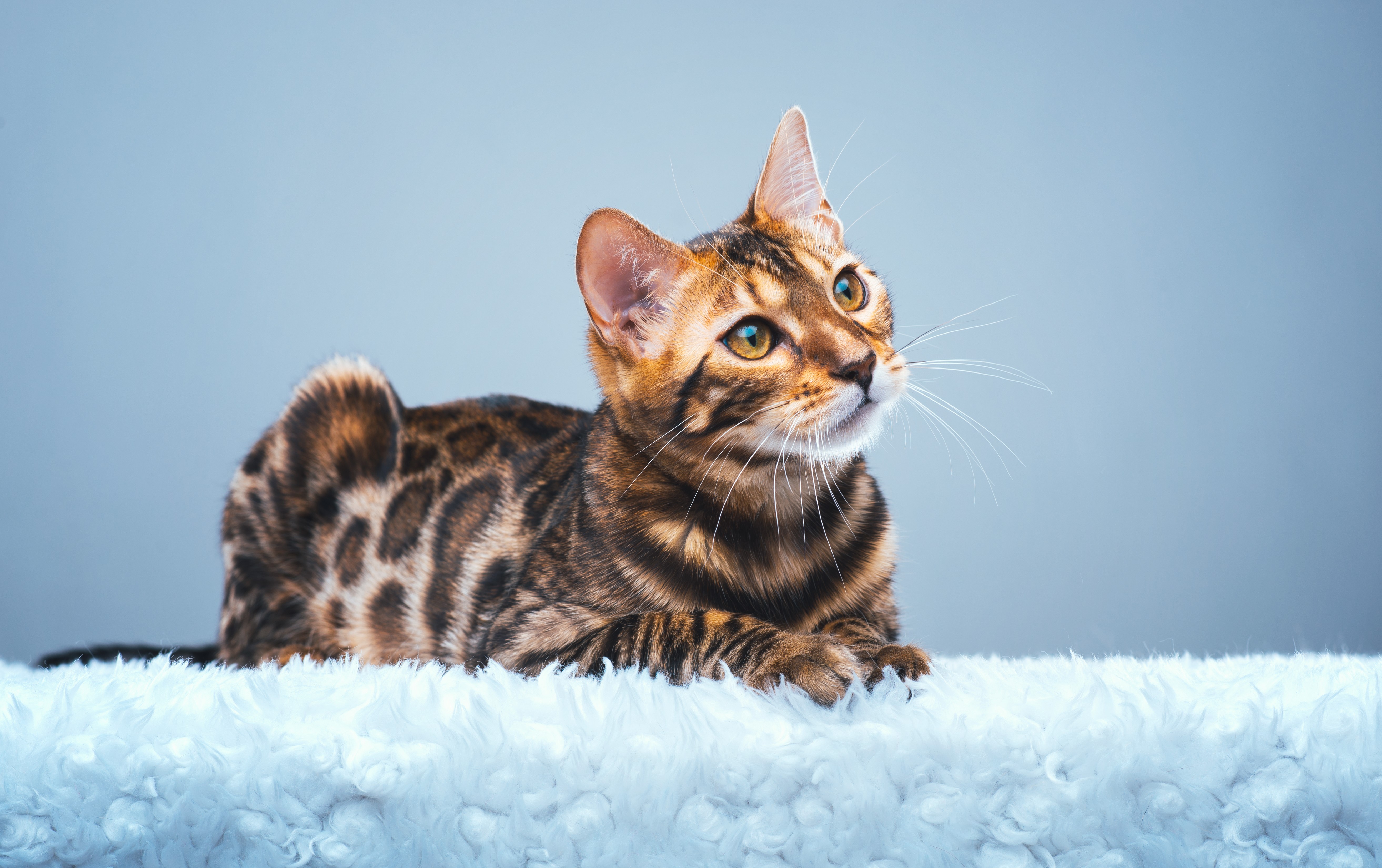 Bengal cat lying on a fluffy surface HD Wallpaper
