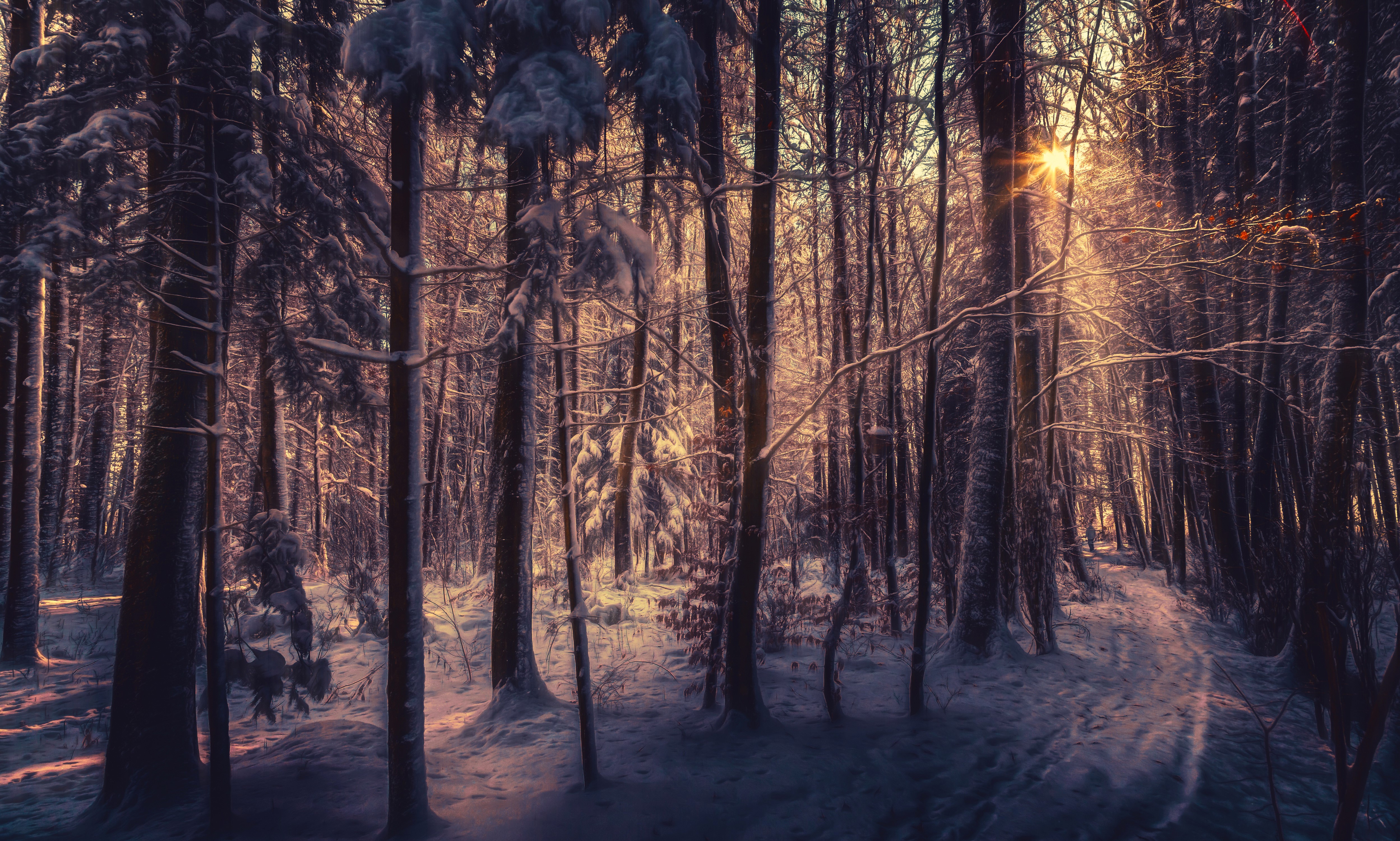 Winter forest with sun rays and snow HD Wallpaper