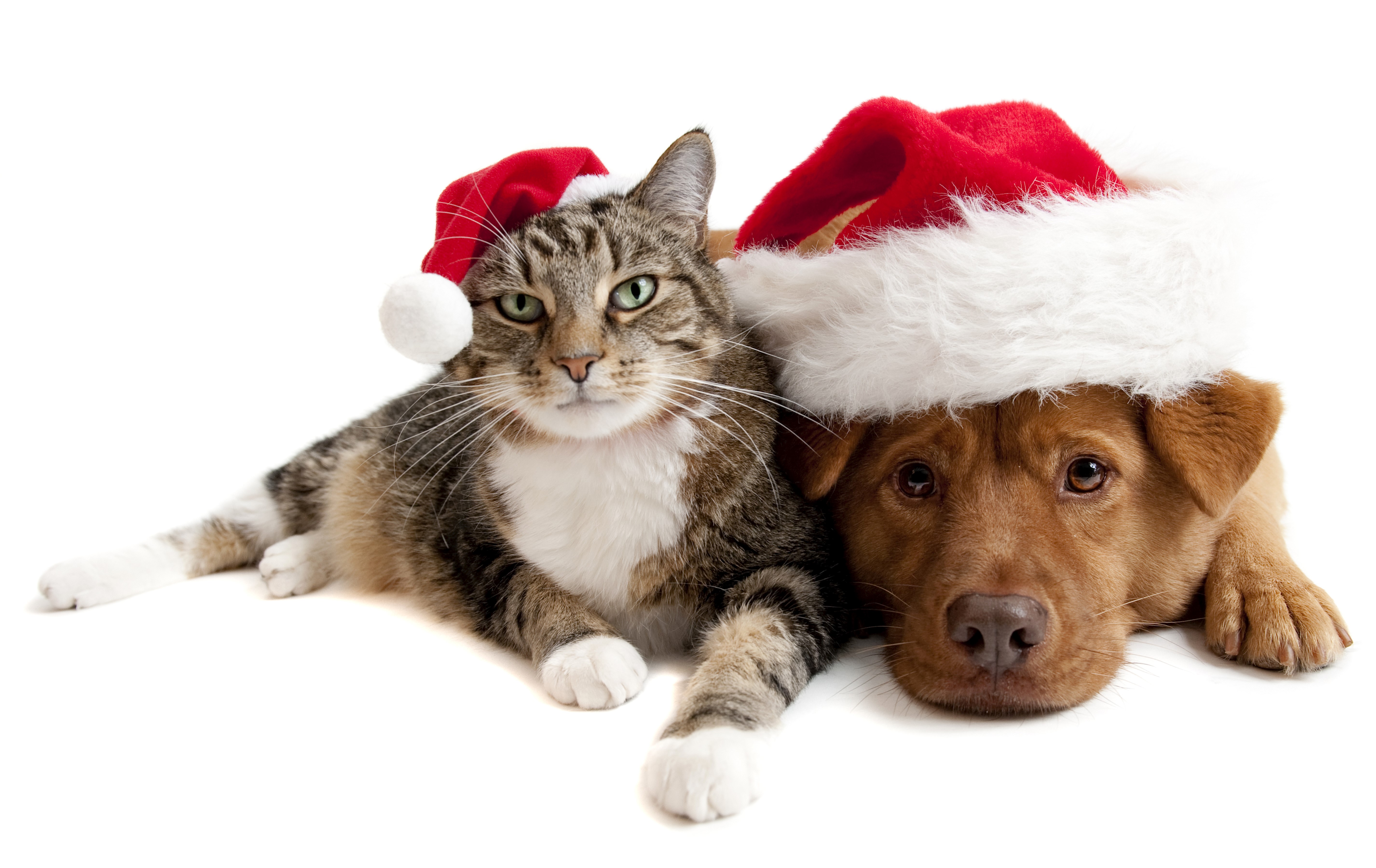 Cat and Dog Wearing Santa Hats HD Wallpaper